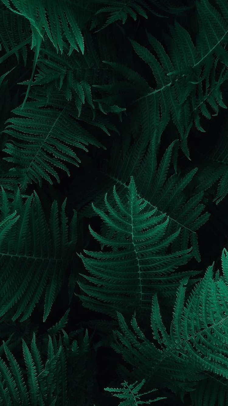 Dark Green Leaf Wallpapers