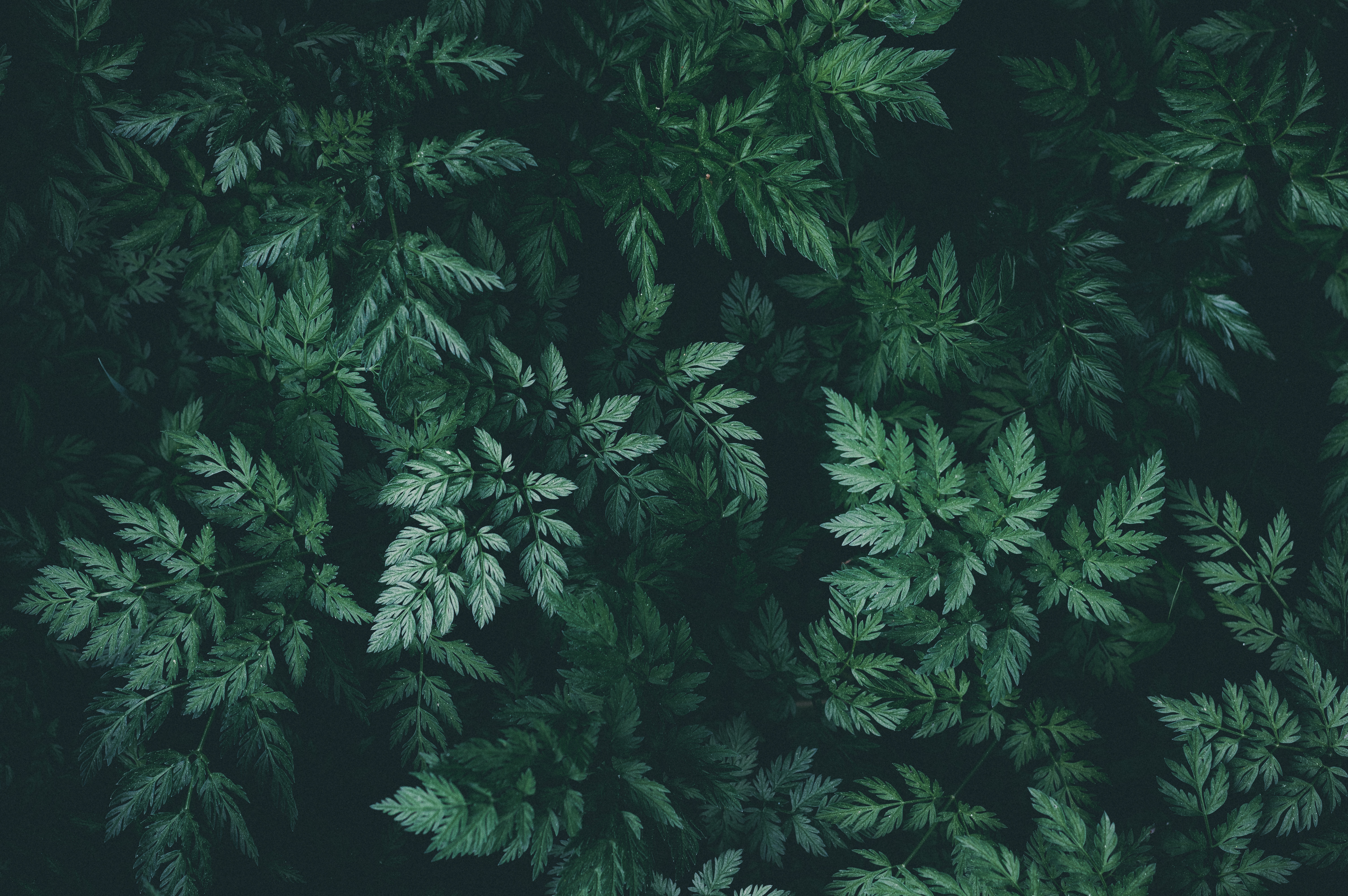 Dark Green Leaf Wallpapers