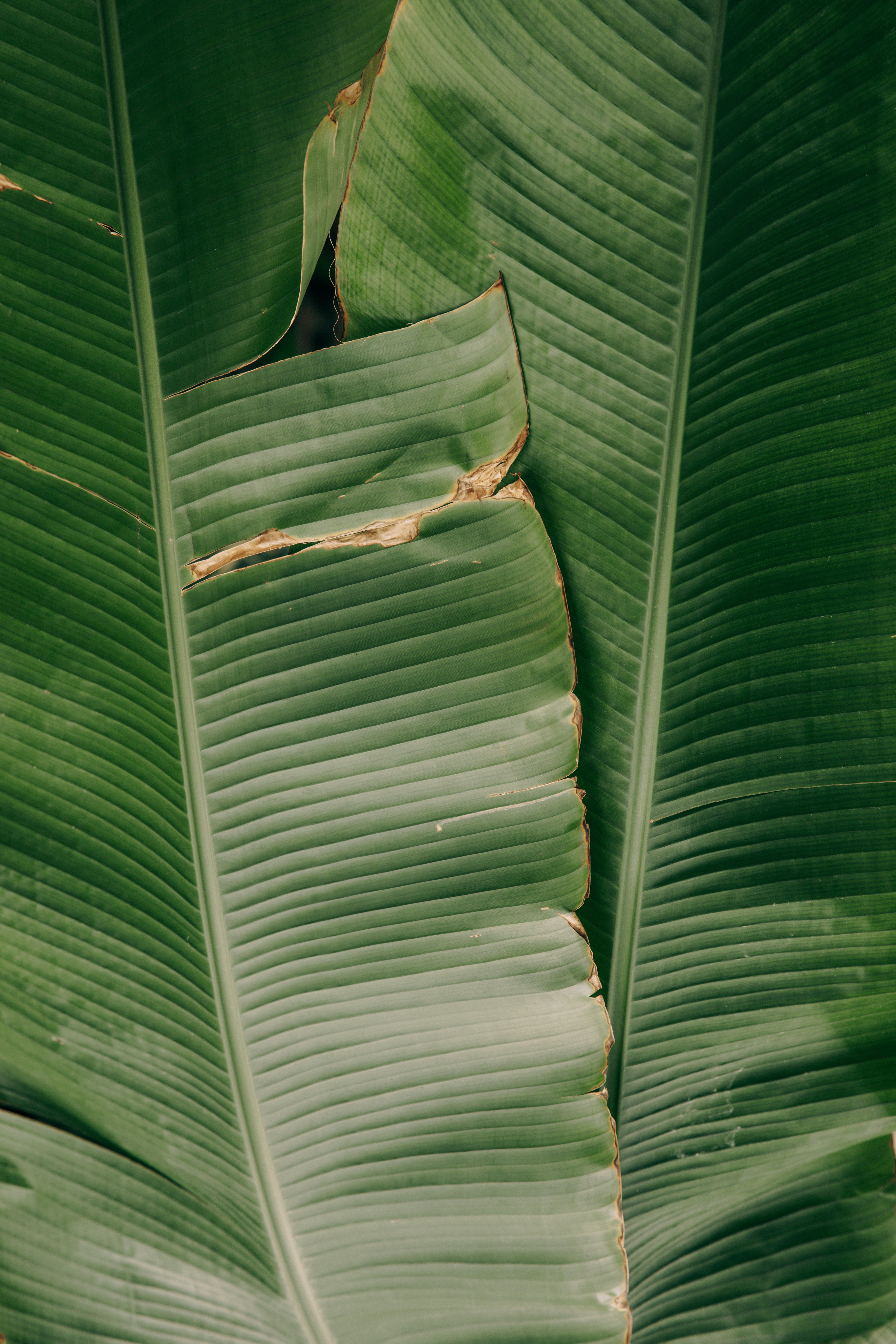 Dark Green Leaf Wallpapers