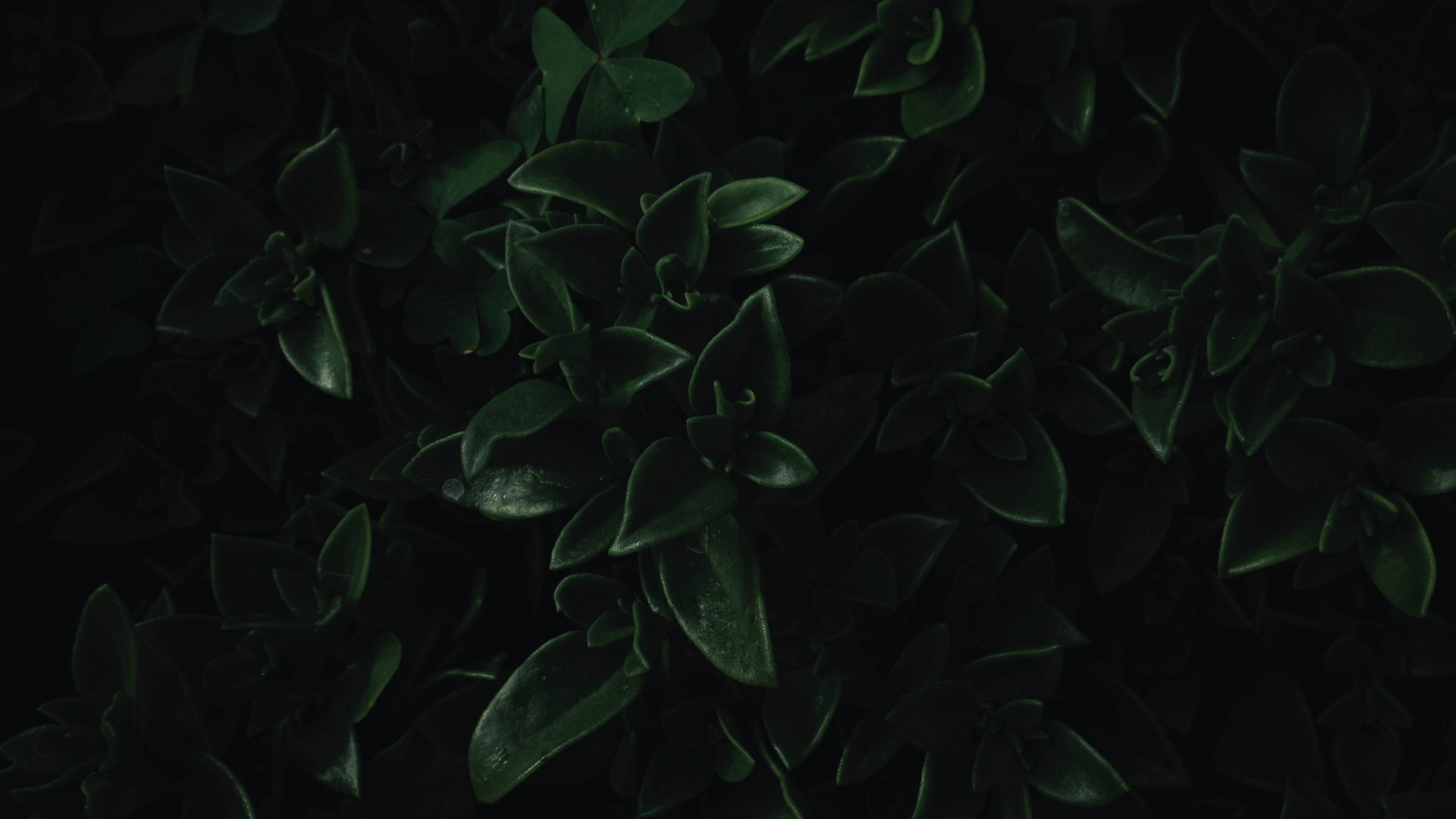 Dark Green Leaf Wallpapers