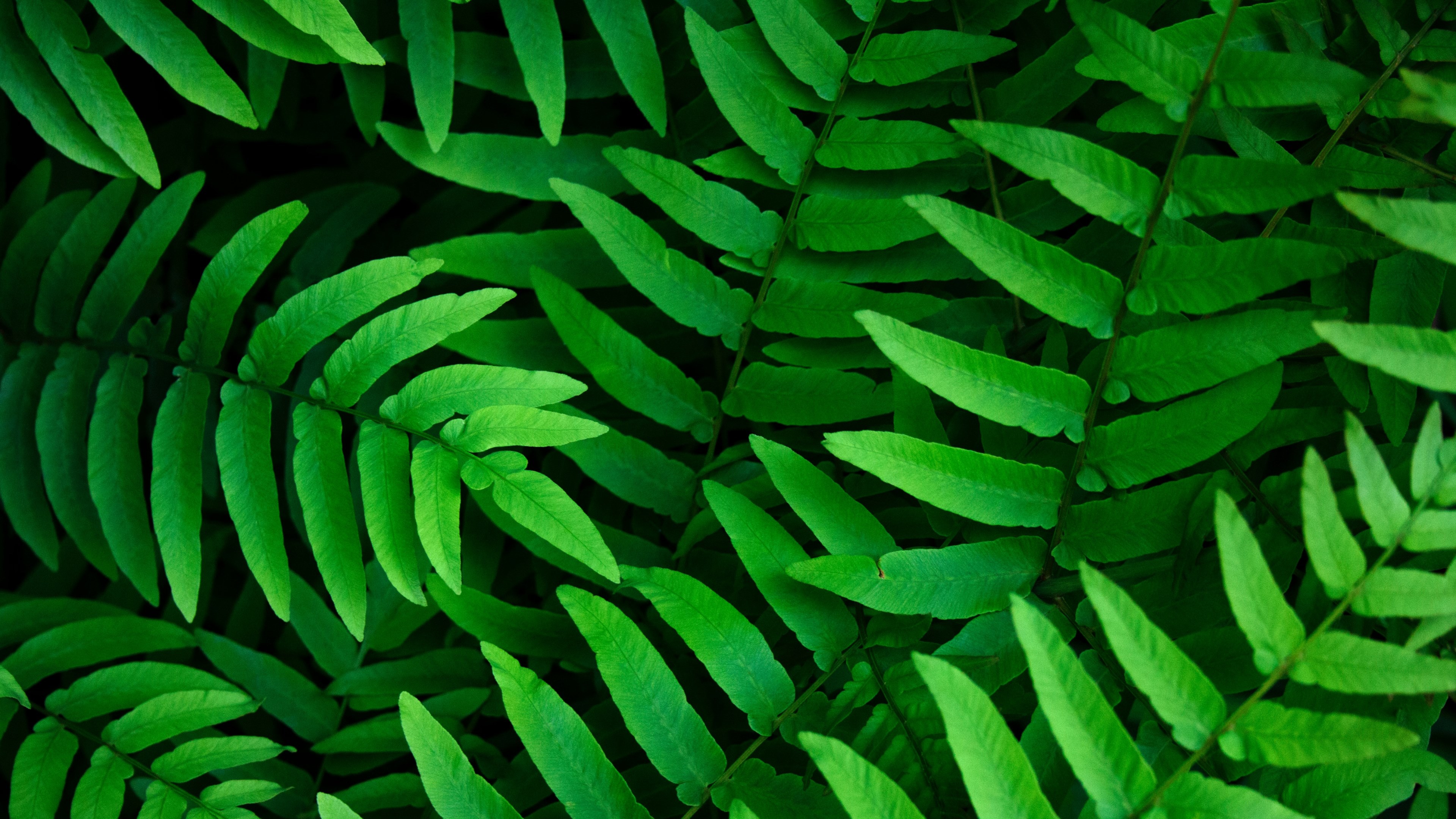 Dark Green Leaf Wallpapers