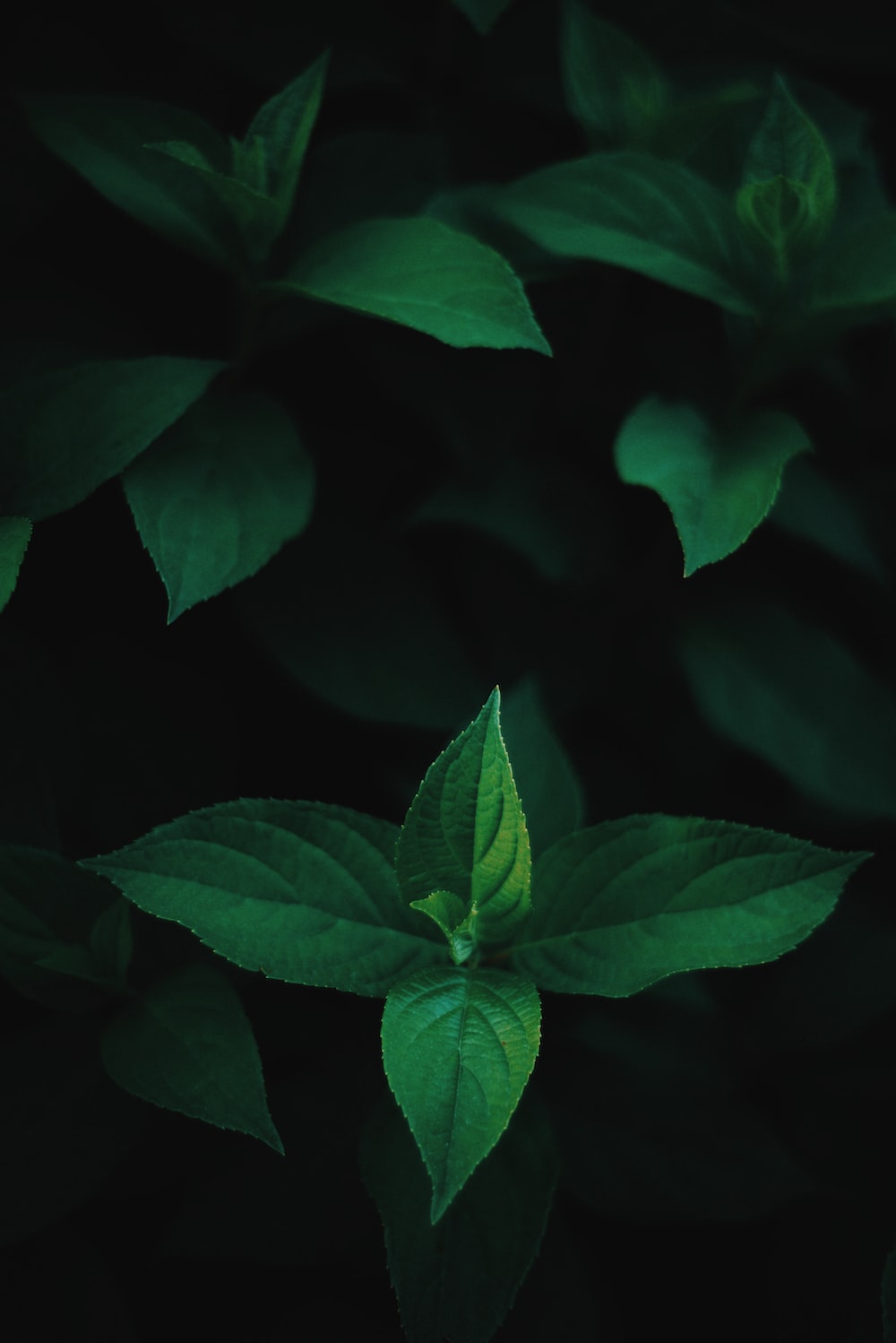 Dark Green Leaf Wallpapers