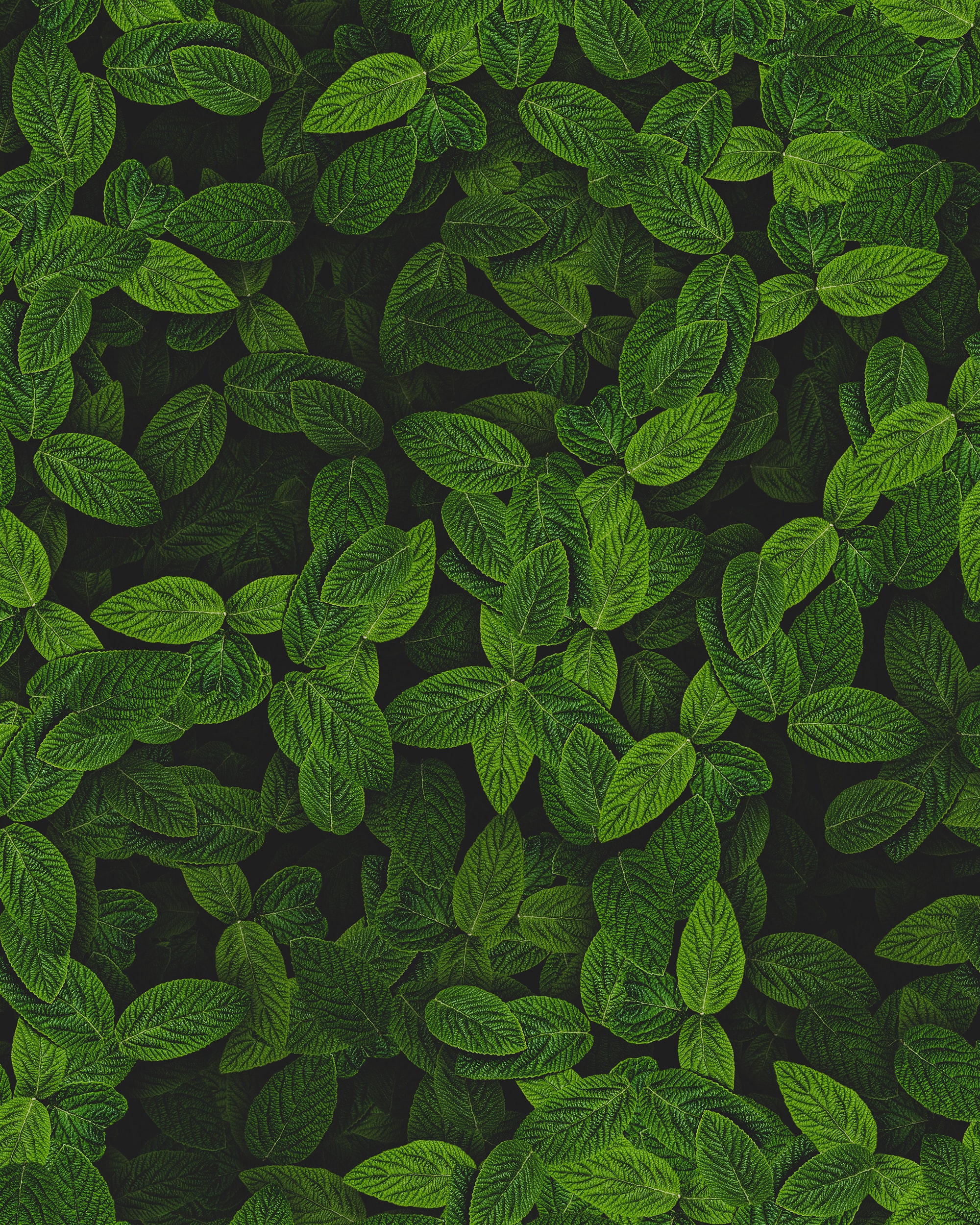 Dark Green Leaf Wallpapers