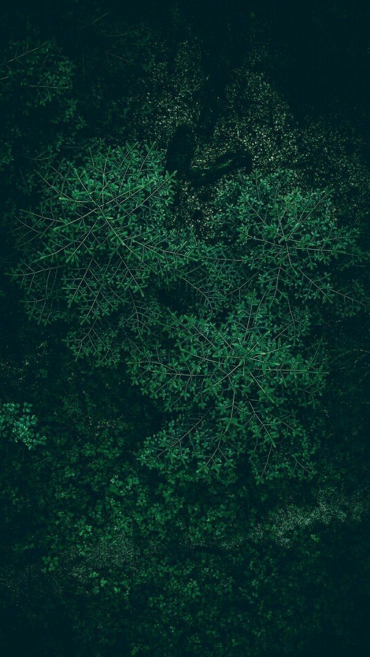 Dark Green Phone Wallpapers