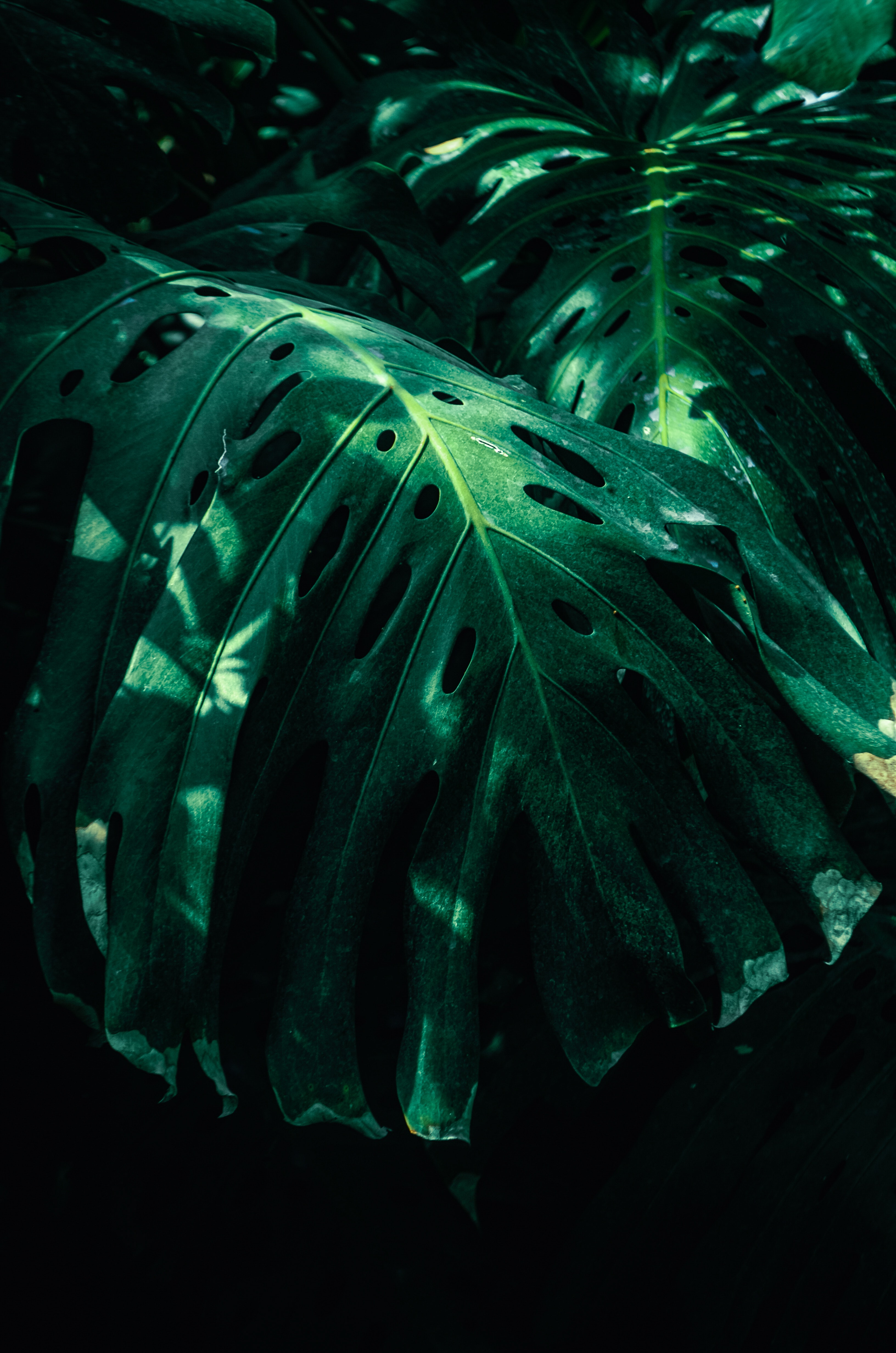 Dark Green Phone Wallpapers