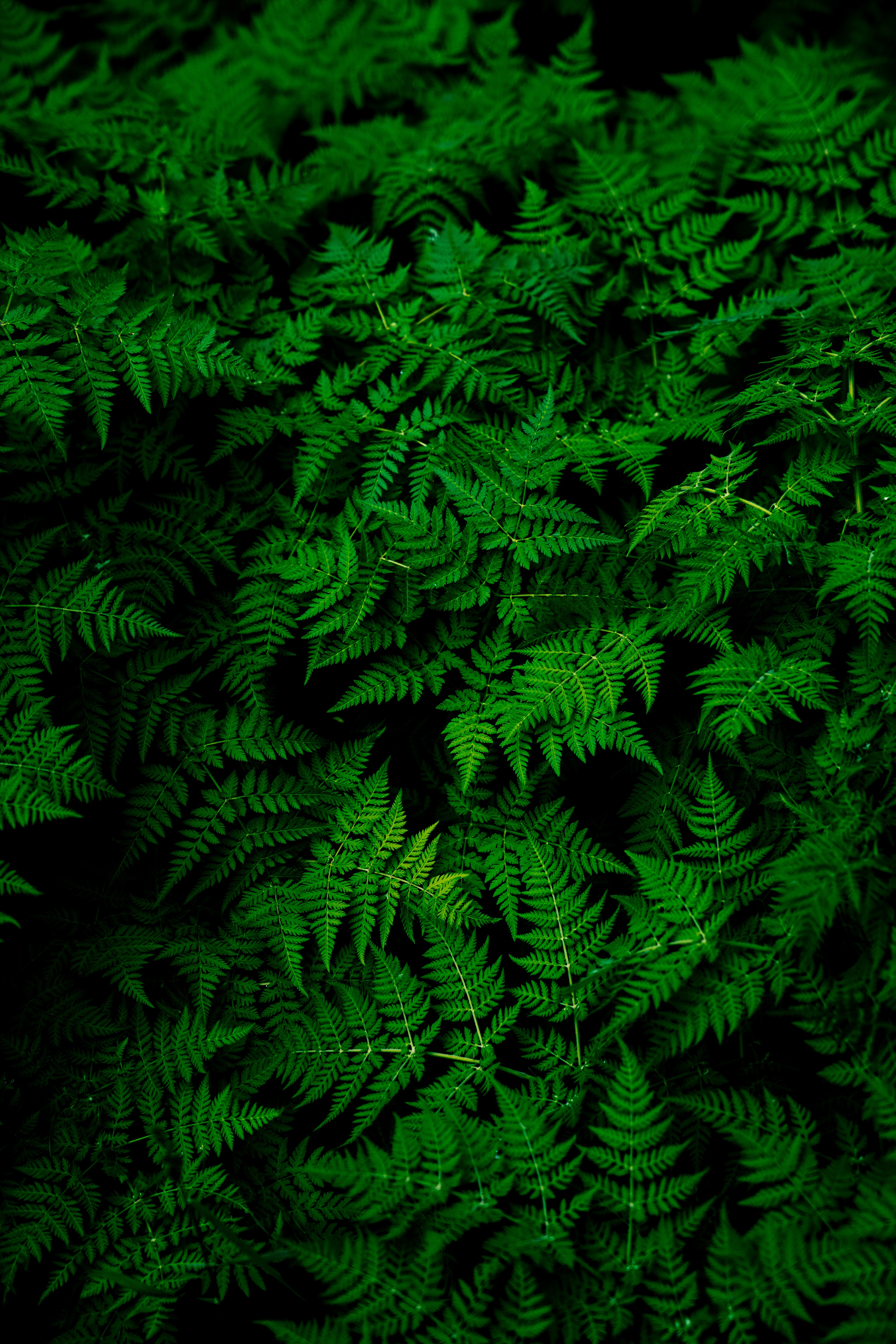 Dark Green Phone Wallpapers