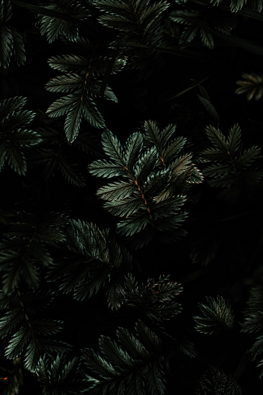 Dark Green Phone Wallpapers