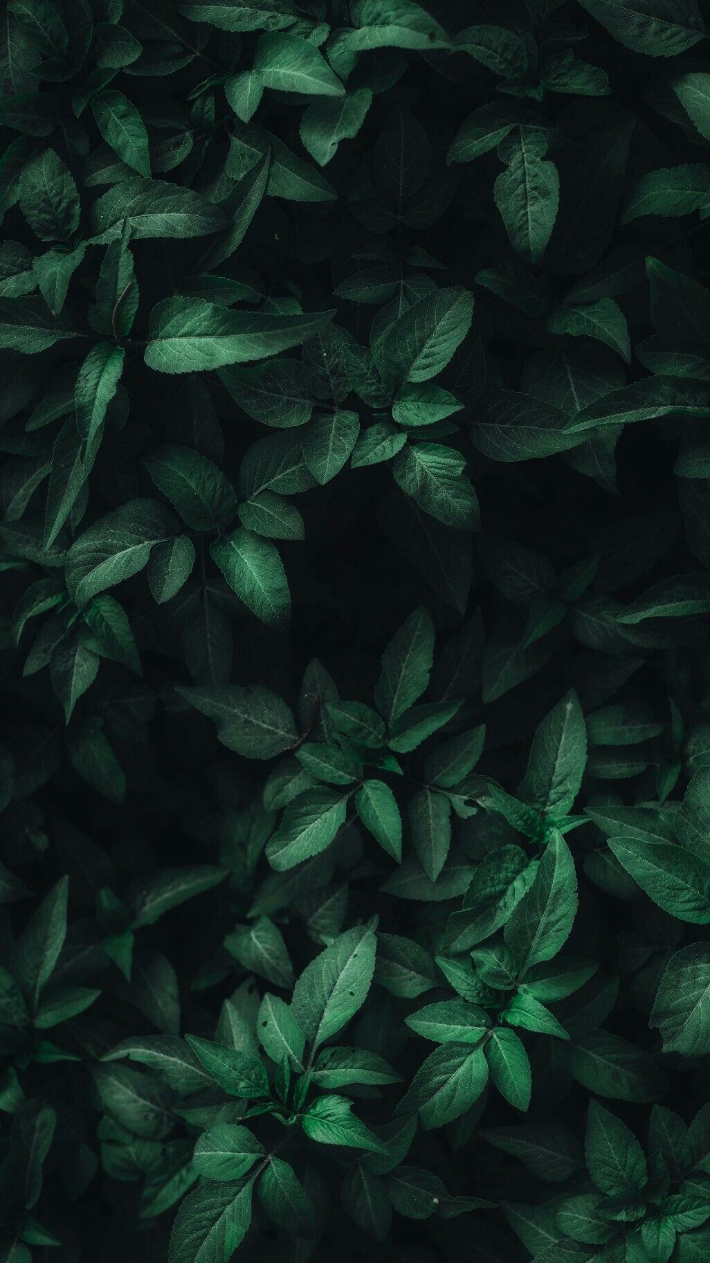 Dark Leaves Wallpapers