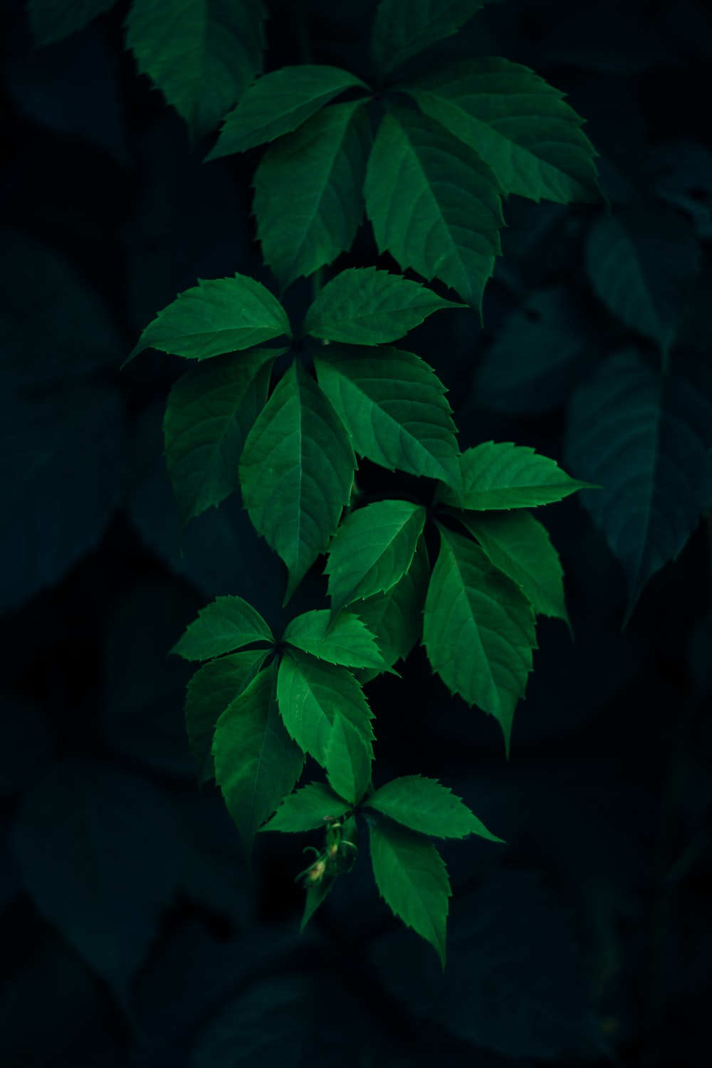 Dark Leaves Wallpapers