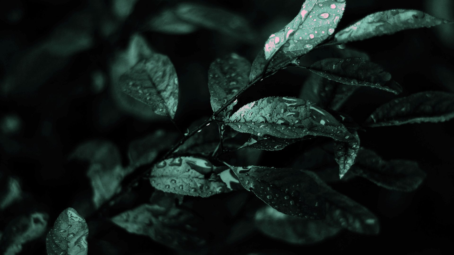 Dark Leaves Wallpapers