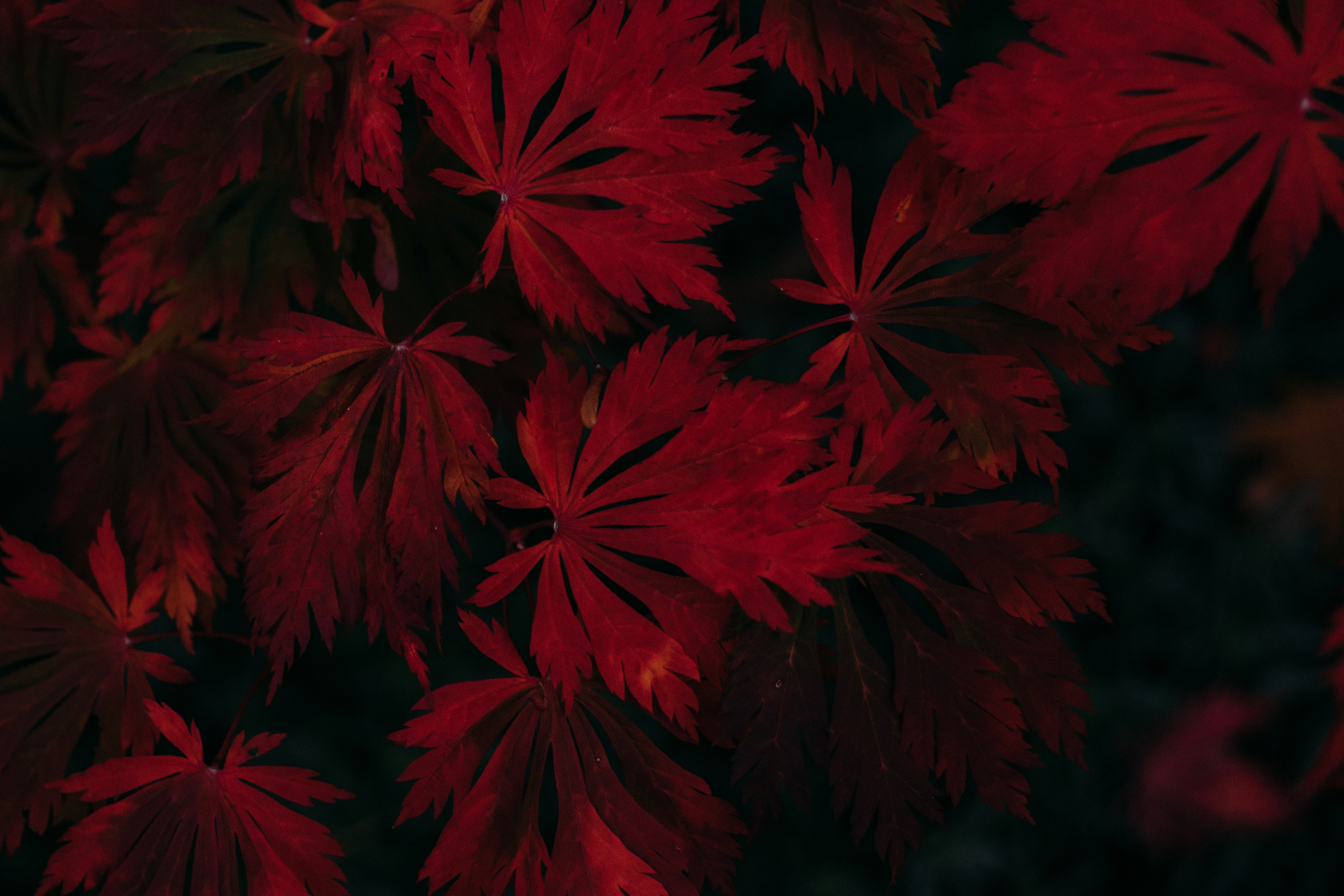 Dark Leaves Wallpapers