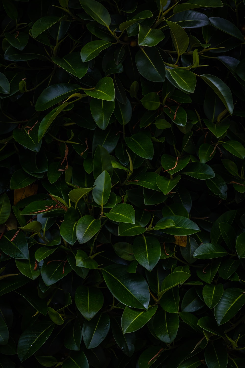 Dark Leaves Wallpapers