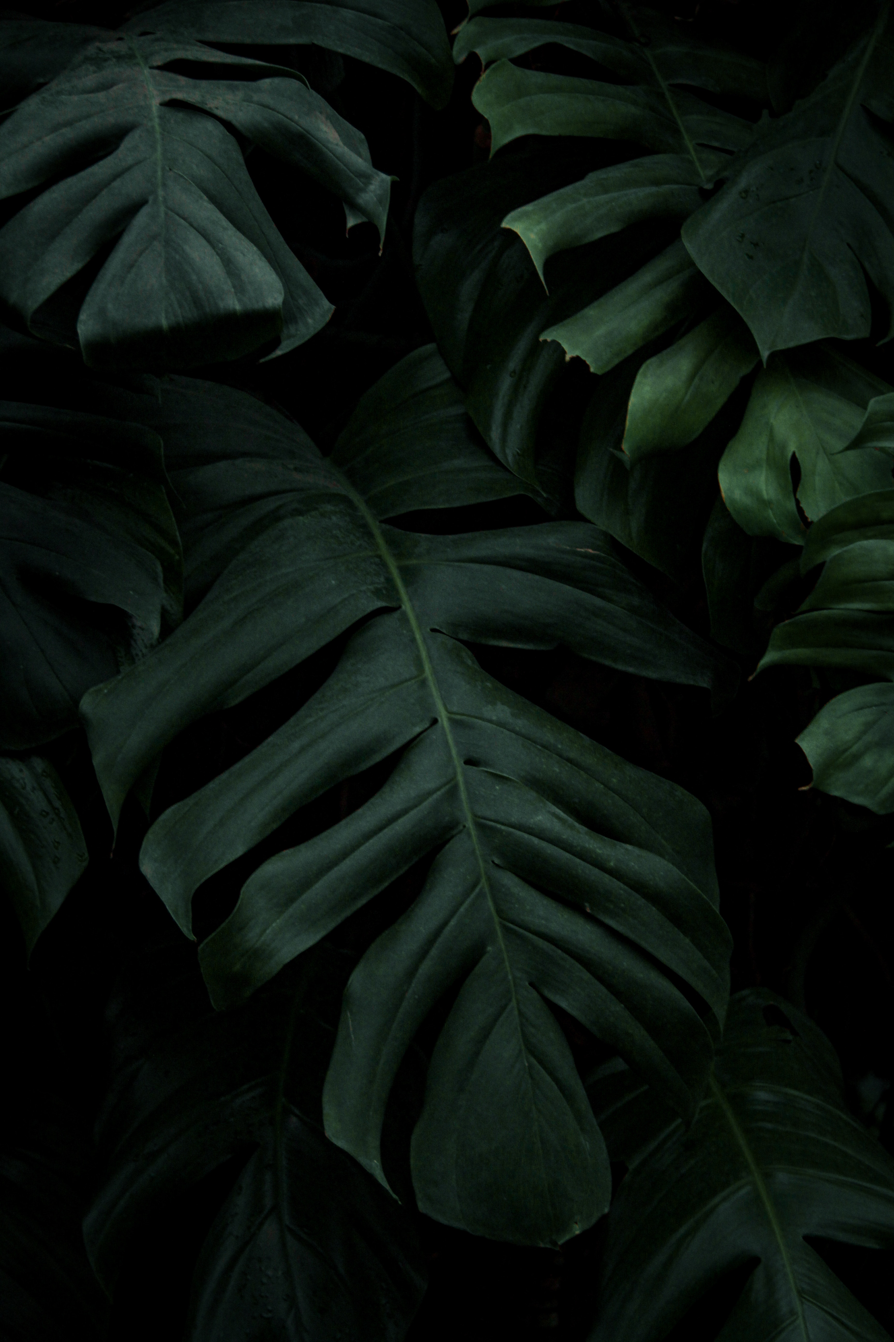 Dark Leaves Wallpapers