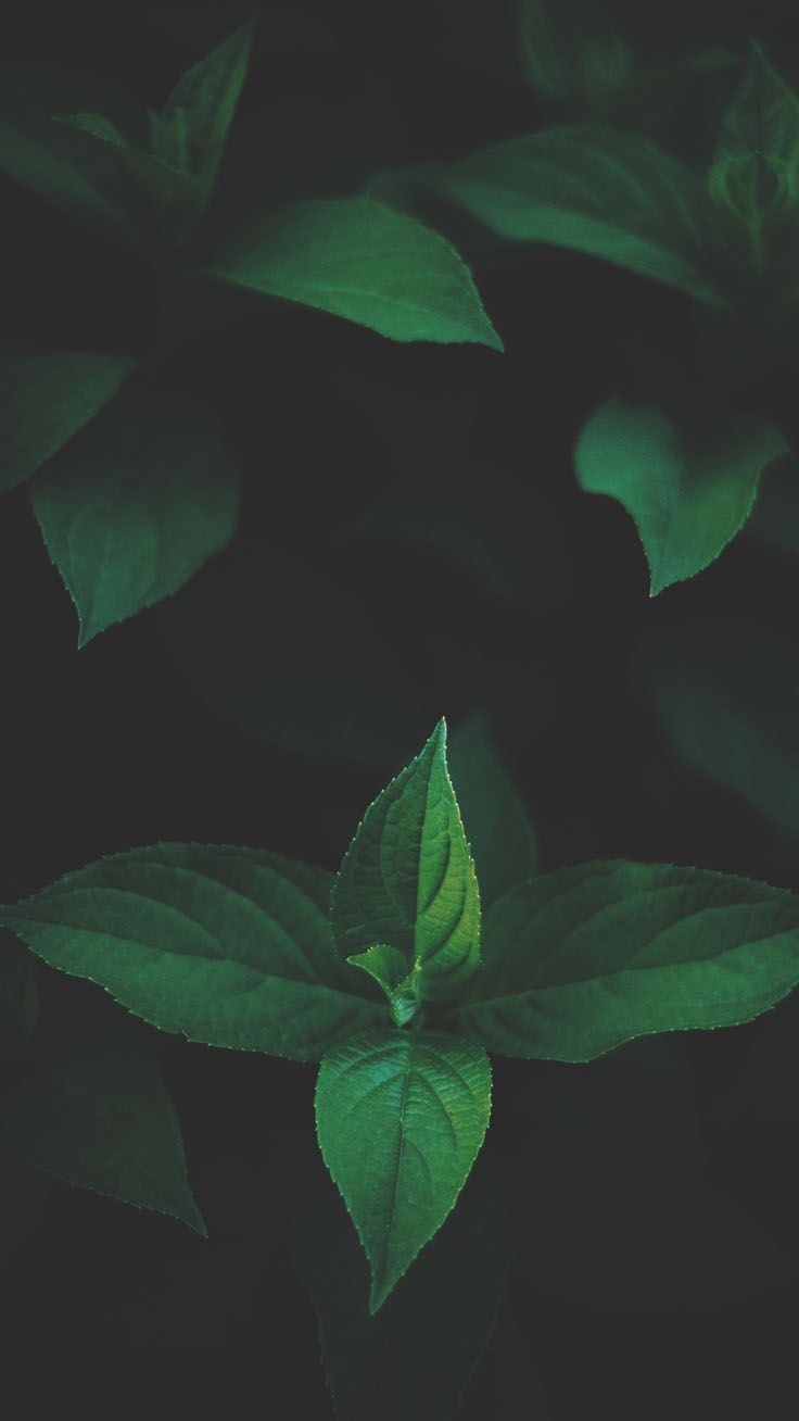 Dark Mint Wallpapers