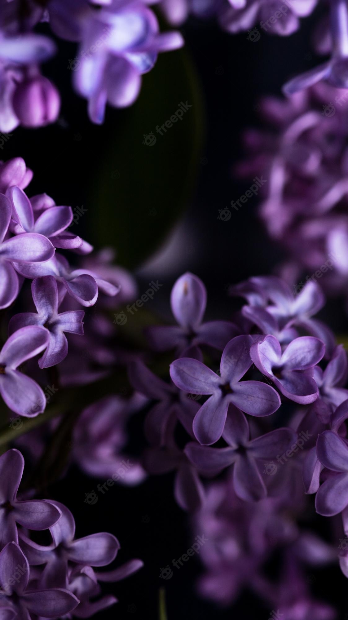 Dark Purple Flower Wallpapers