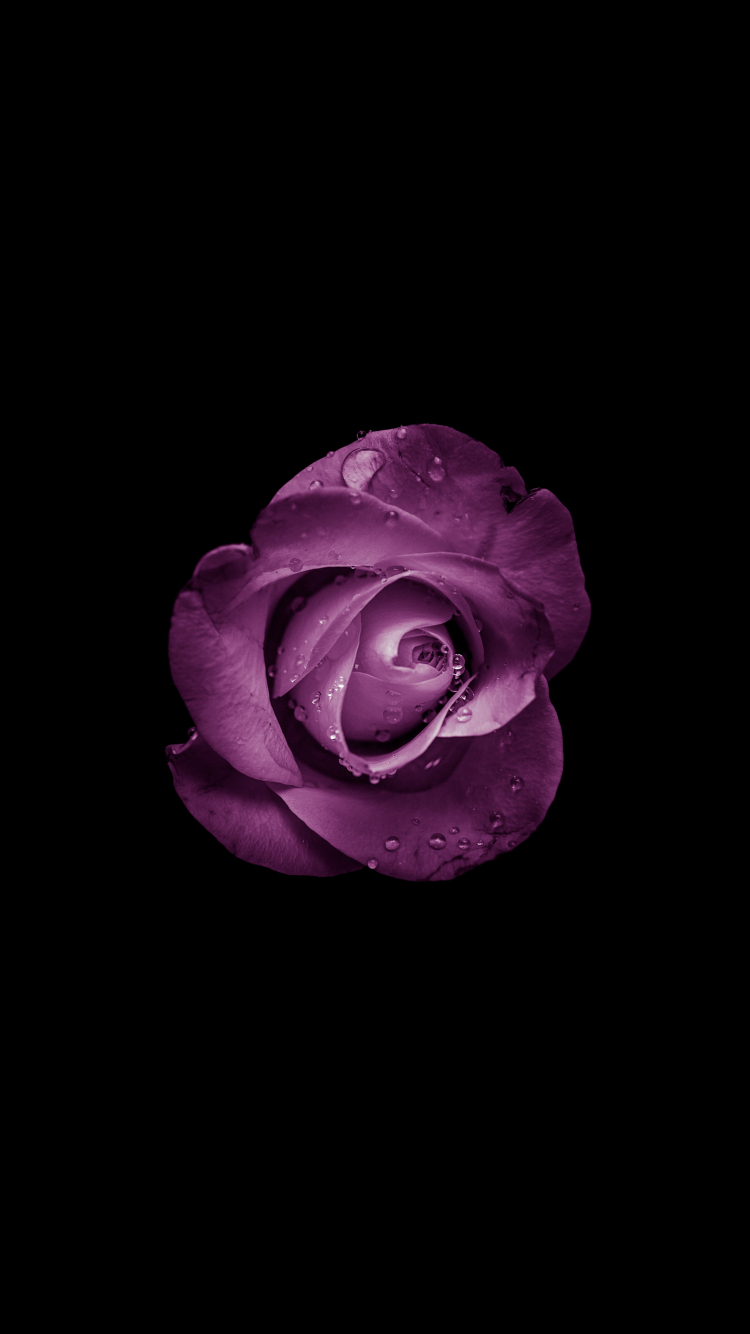 Dark Purple Flower Wallpapers