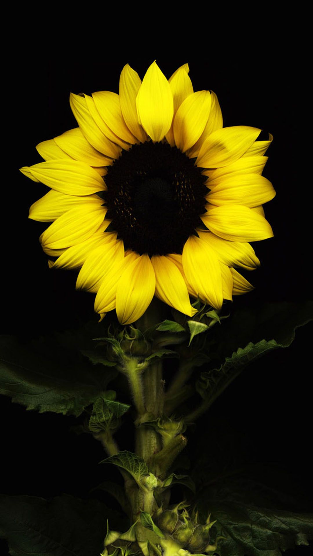 Dark Sunflower Wallpapers