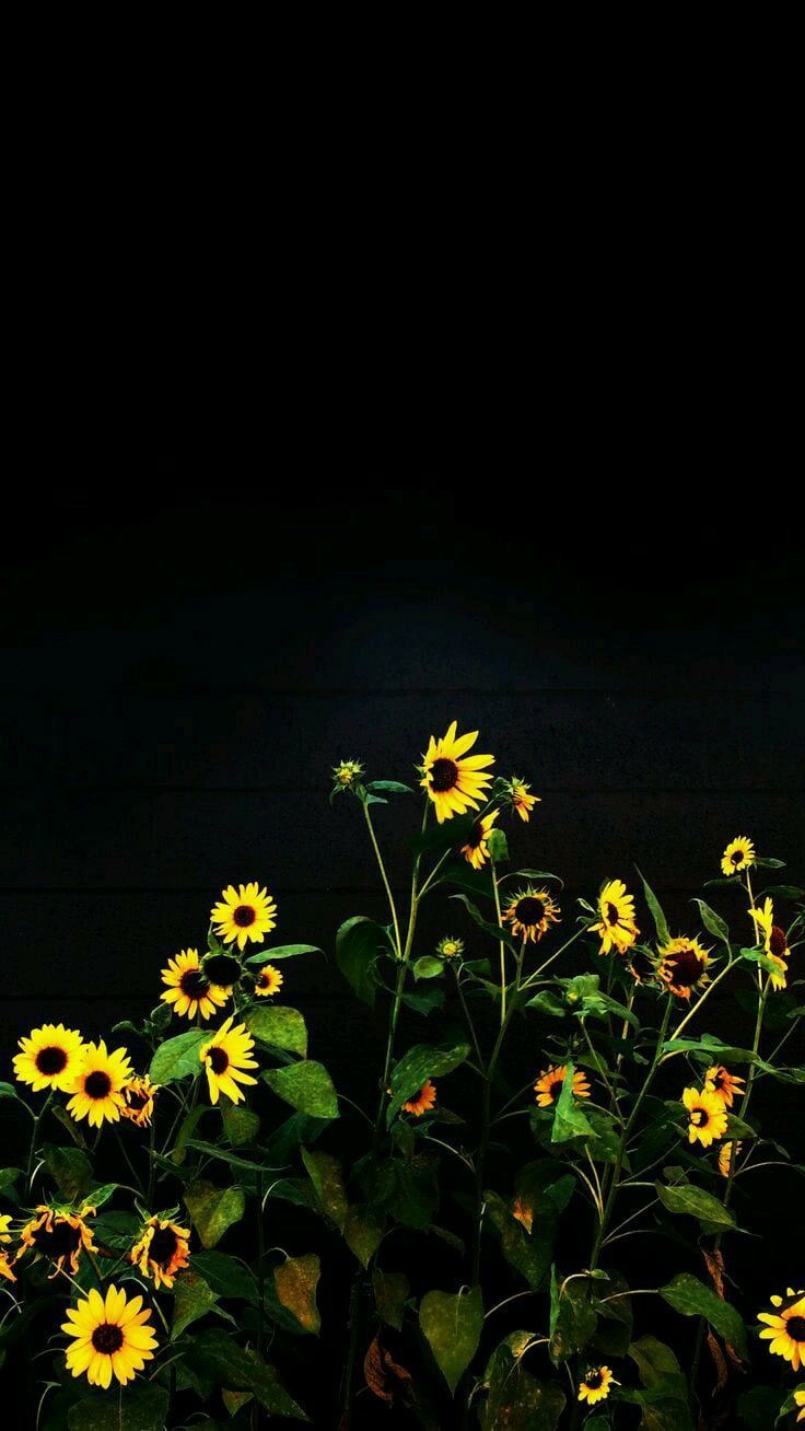 Dark Sunflower Wallpapers