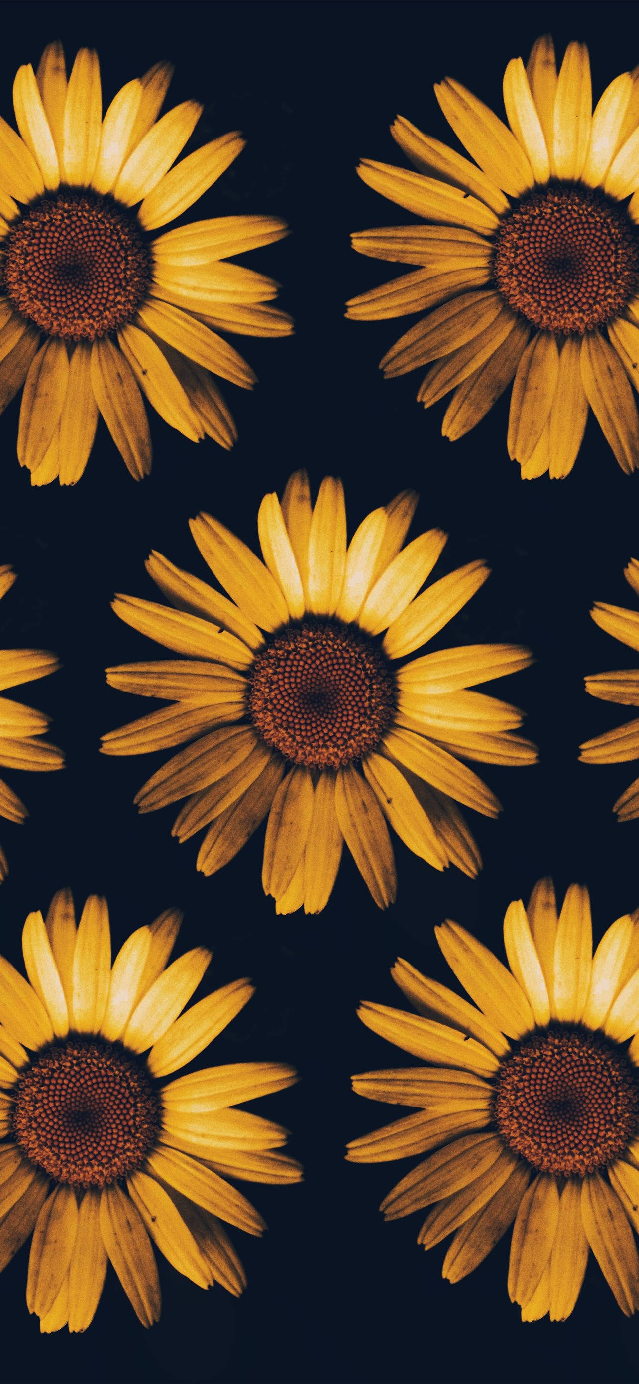 Dark Sunflower Wallpapers