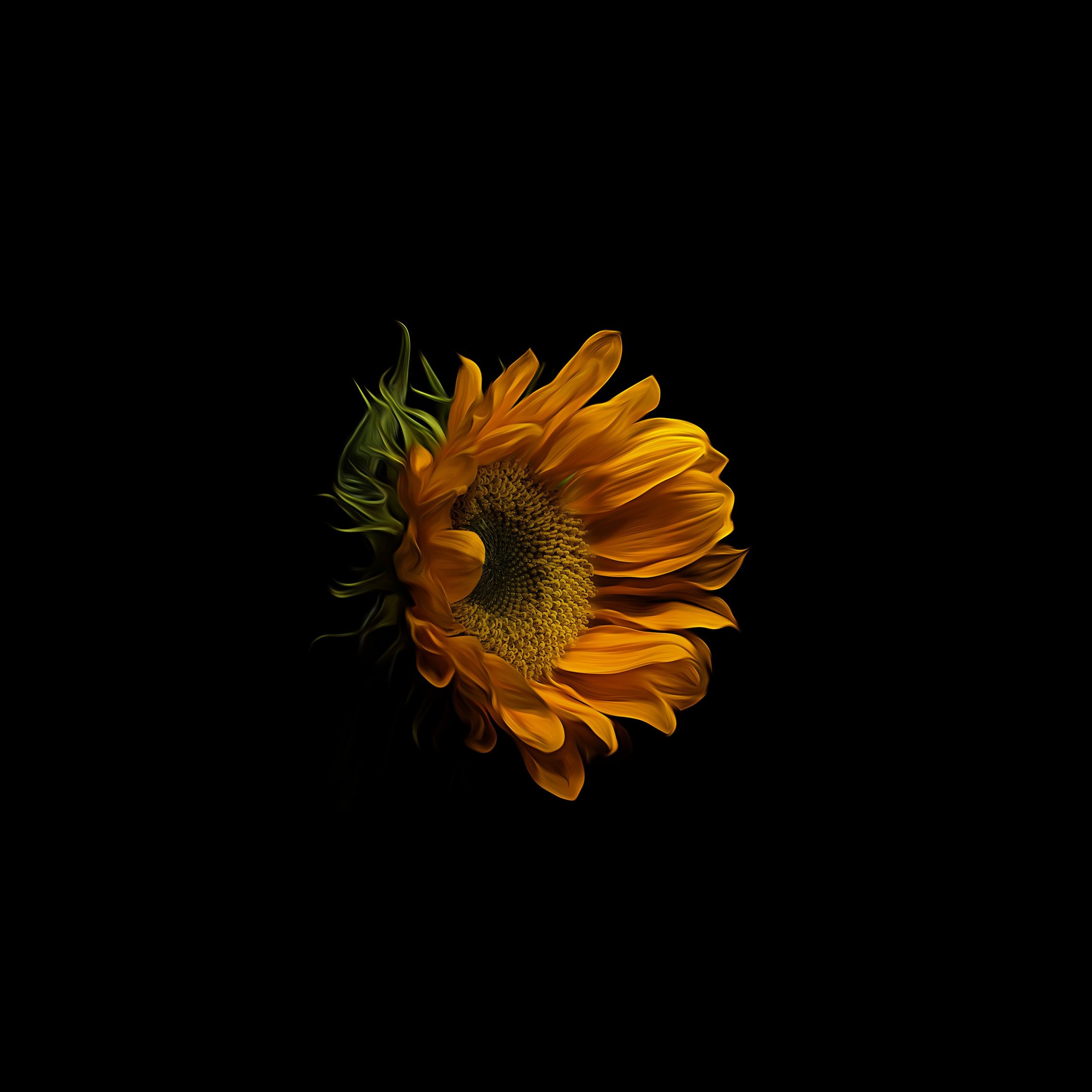 Dark Sunflower Wallpapers