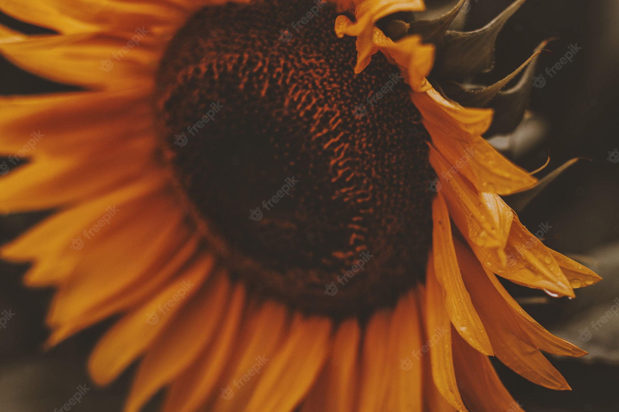 Dark Sunflower Wallpapers