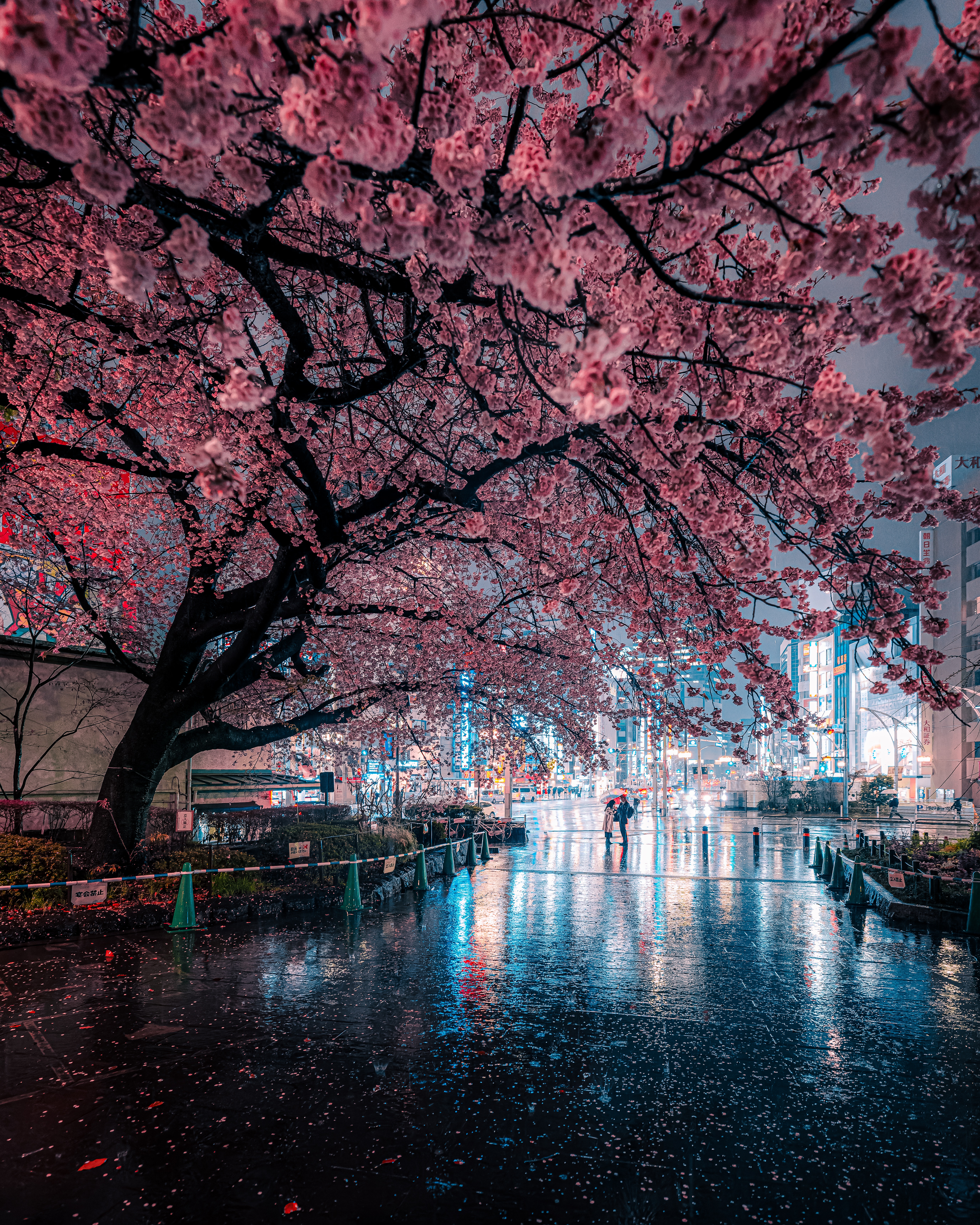 Neon Cherry Blossom Wallpapers