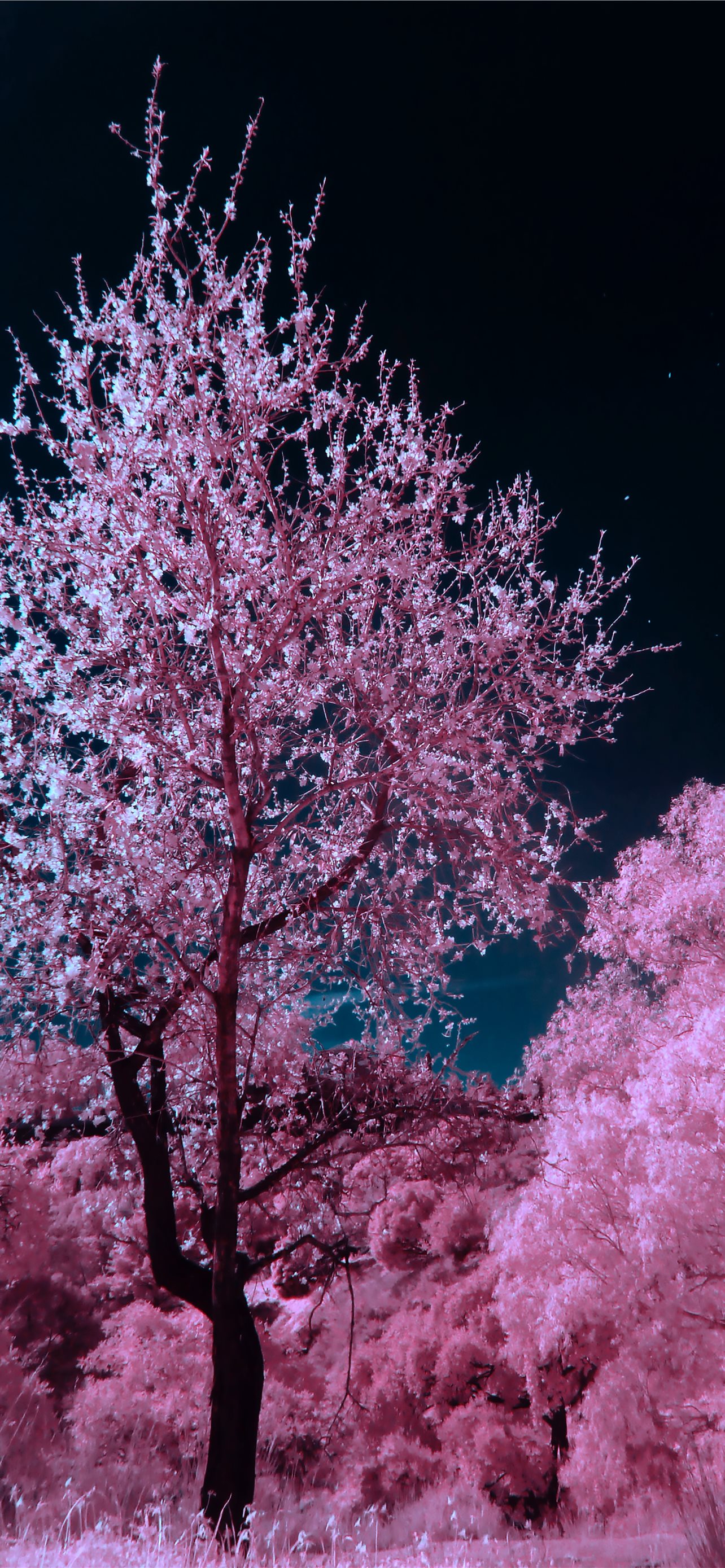 Neon Cherry Blossom Wallpapers