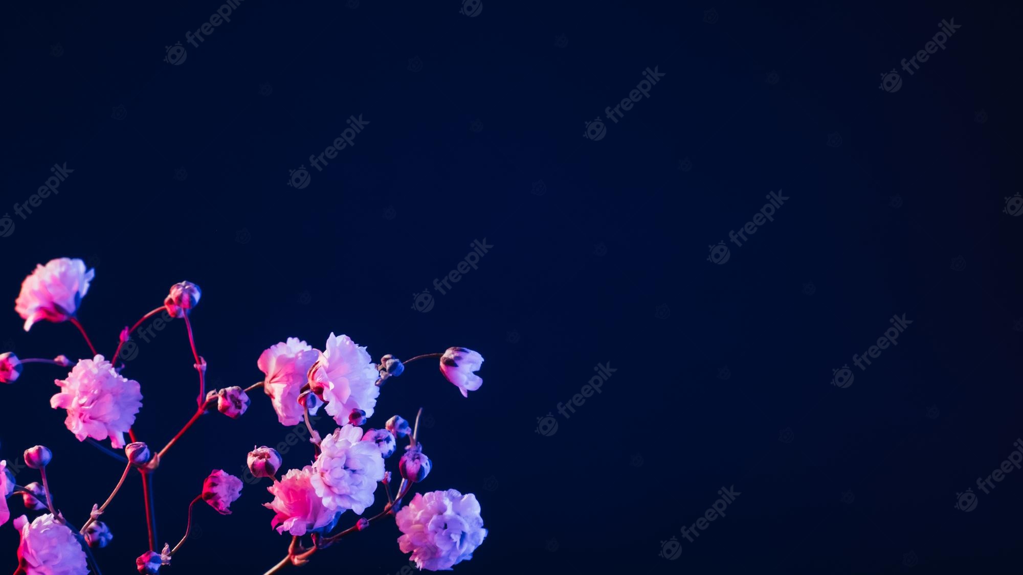 Neon Cherry Blossom Wallpapers