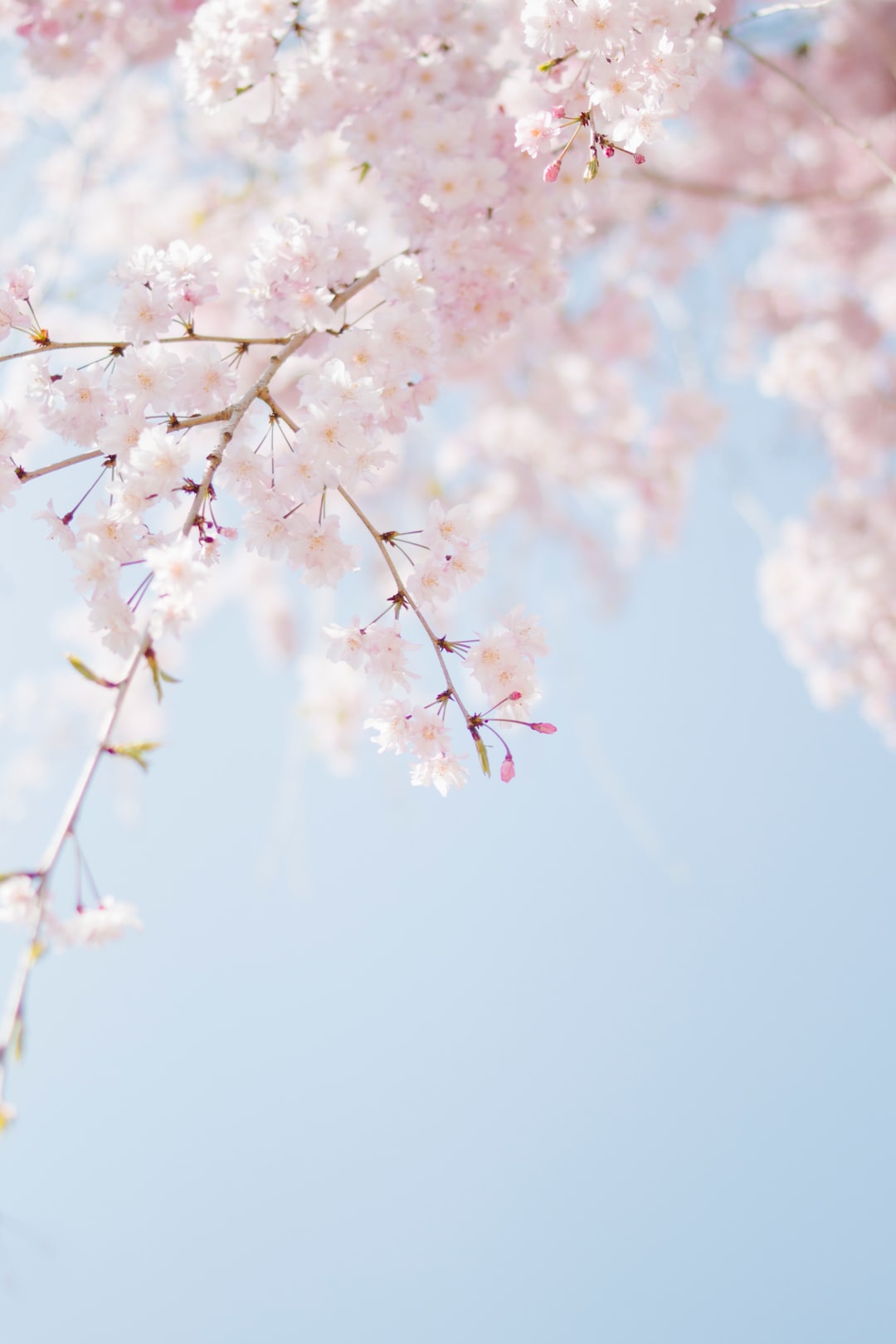 Neon Cherry Blossom Wallpapers