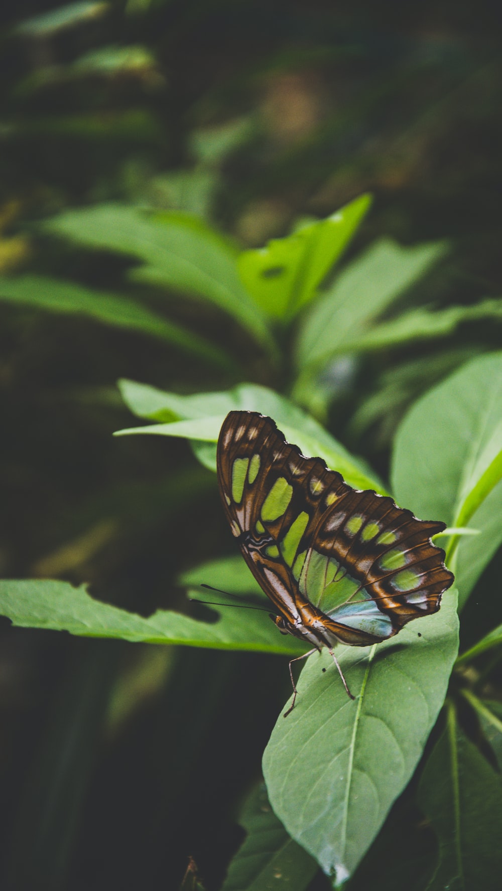 Neon Green Butterflies Wallpapers