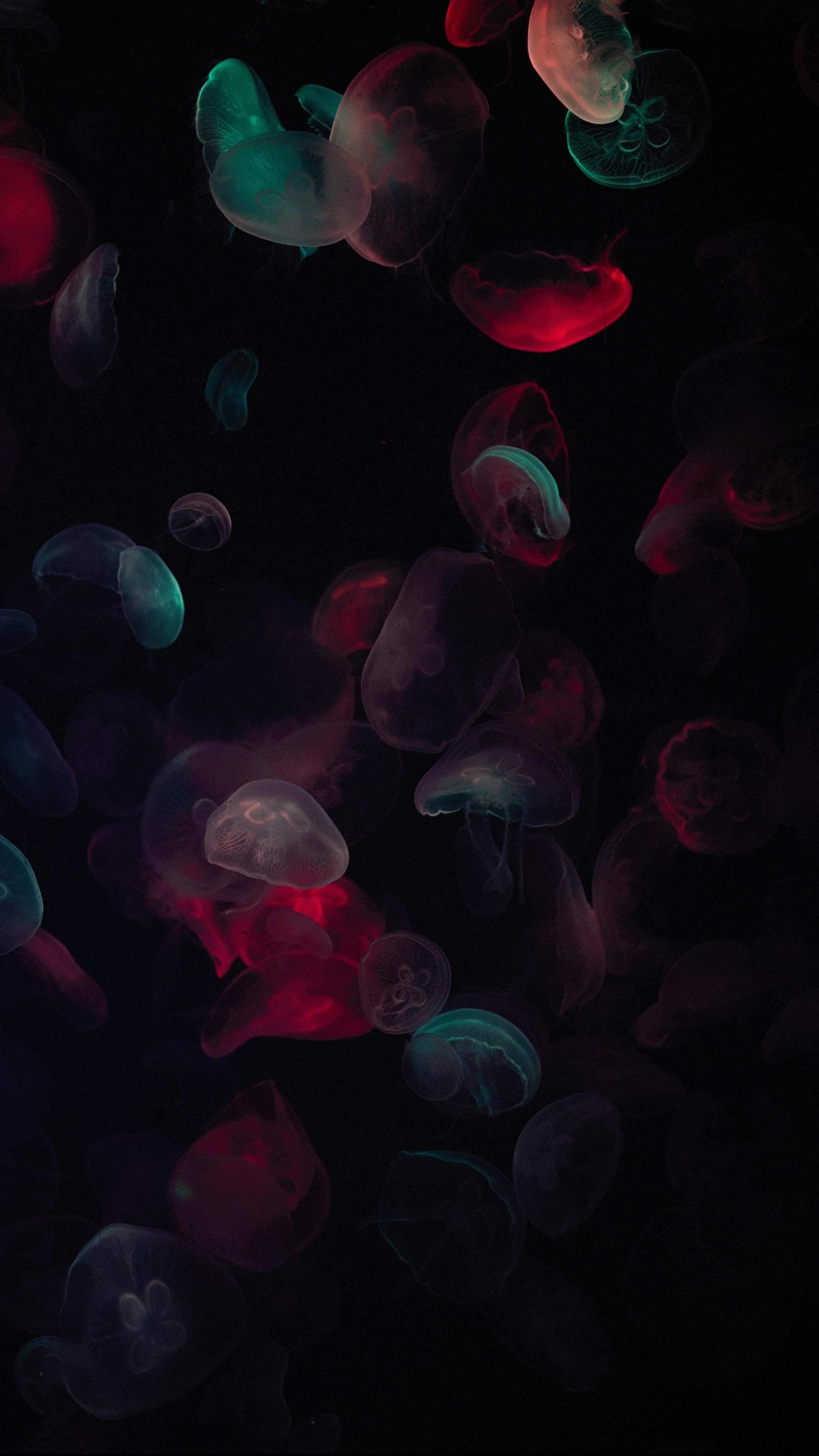 Neon Jellyfish Wallpapers