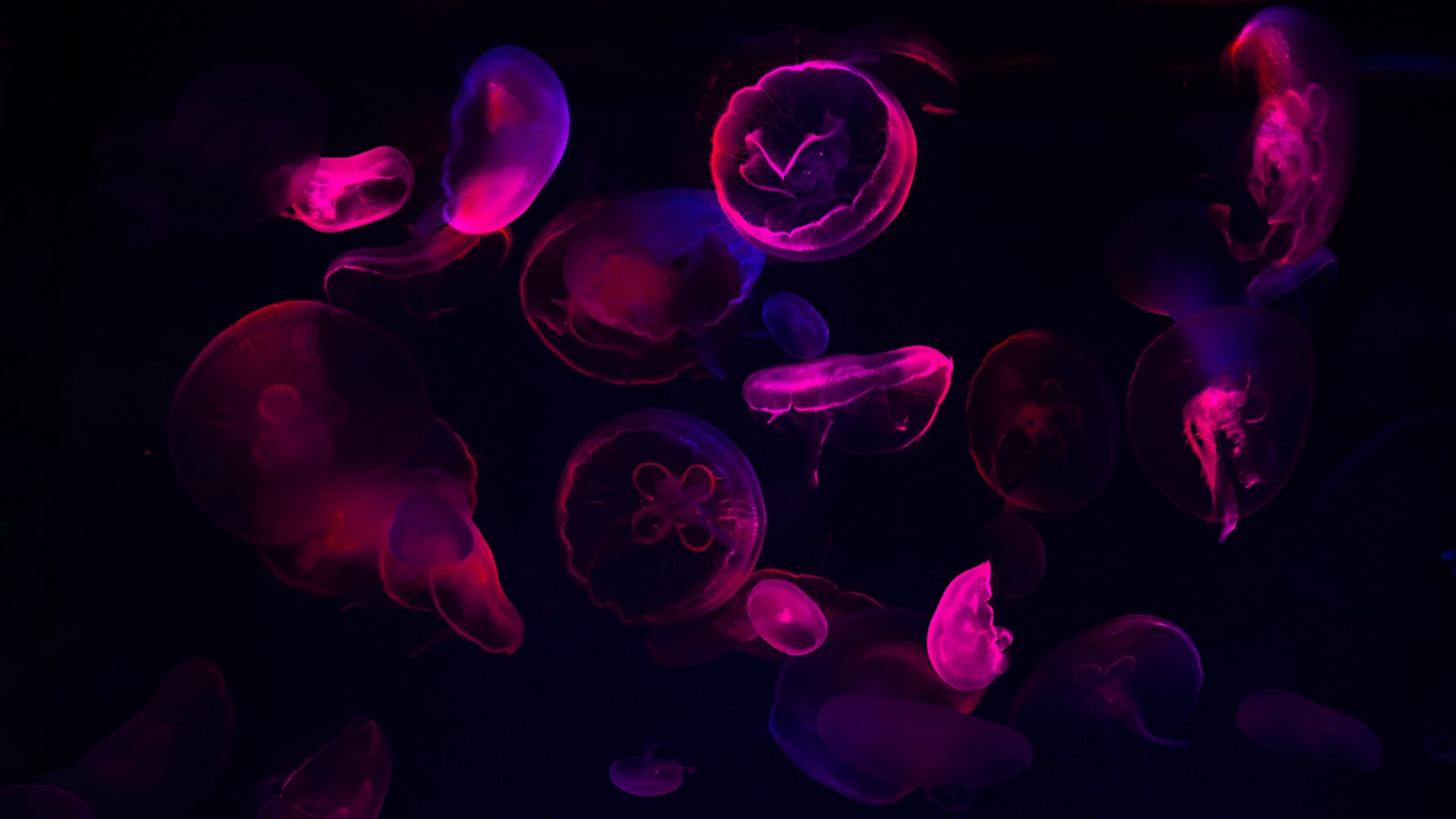 Neon Jellyfish Wallpapers