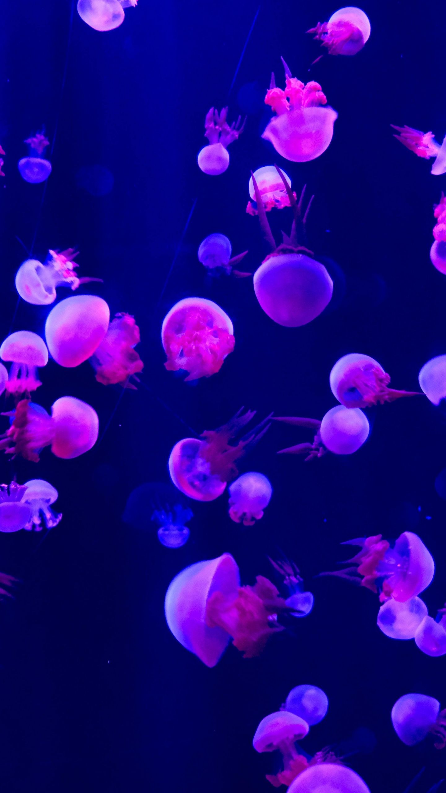 Neon Jellyfish Wallpapers