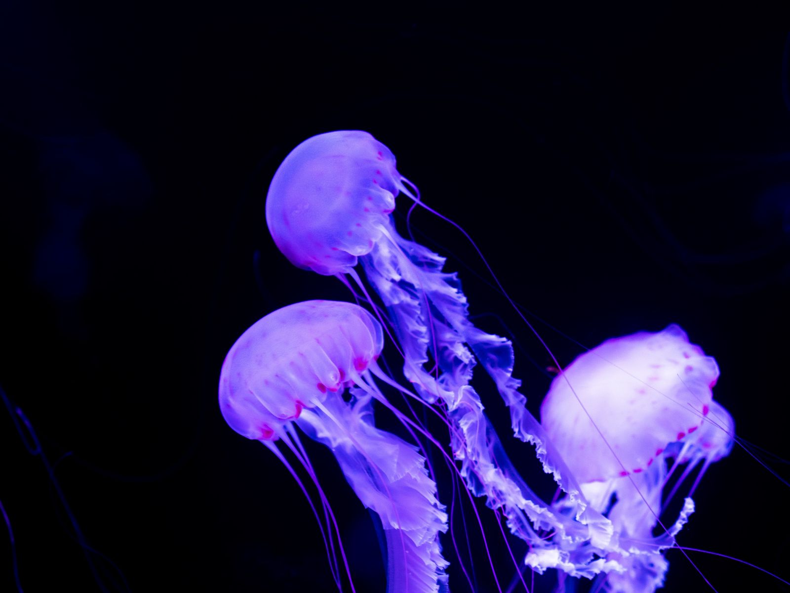 Neon Jellyfish Wallpapers