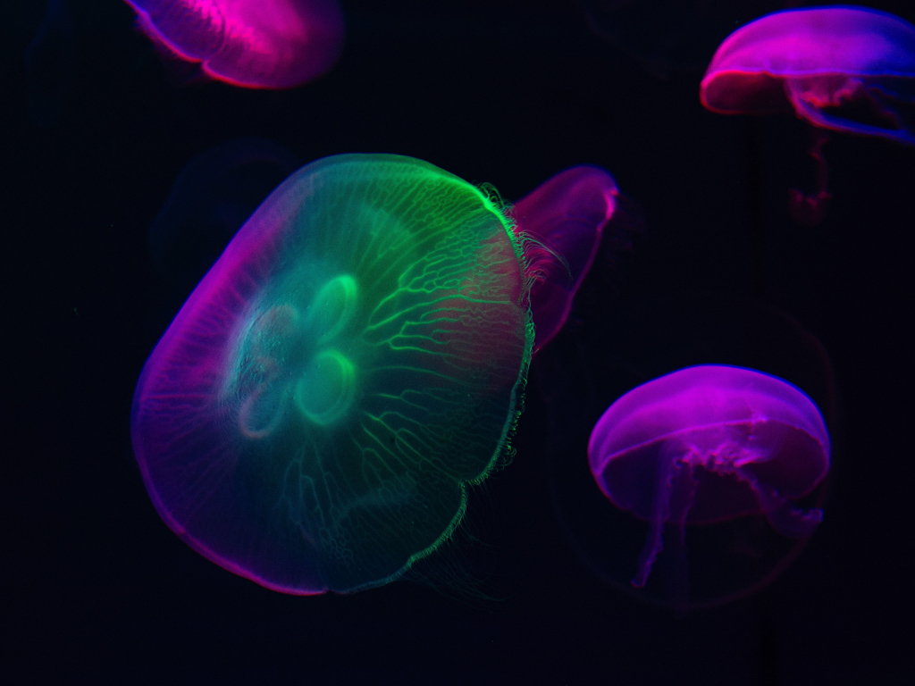 Neon Jellyfish Wallpapers