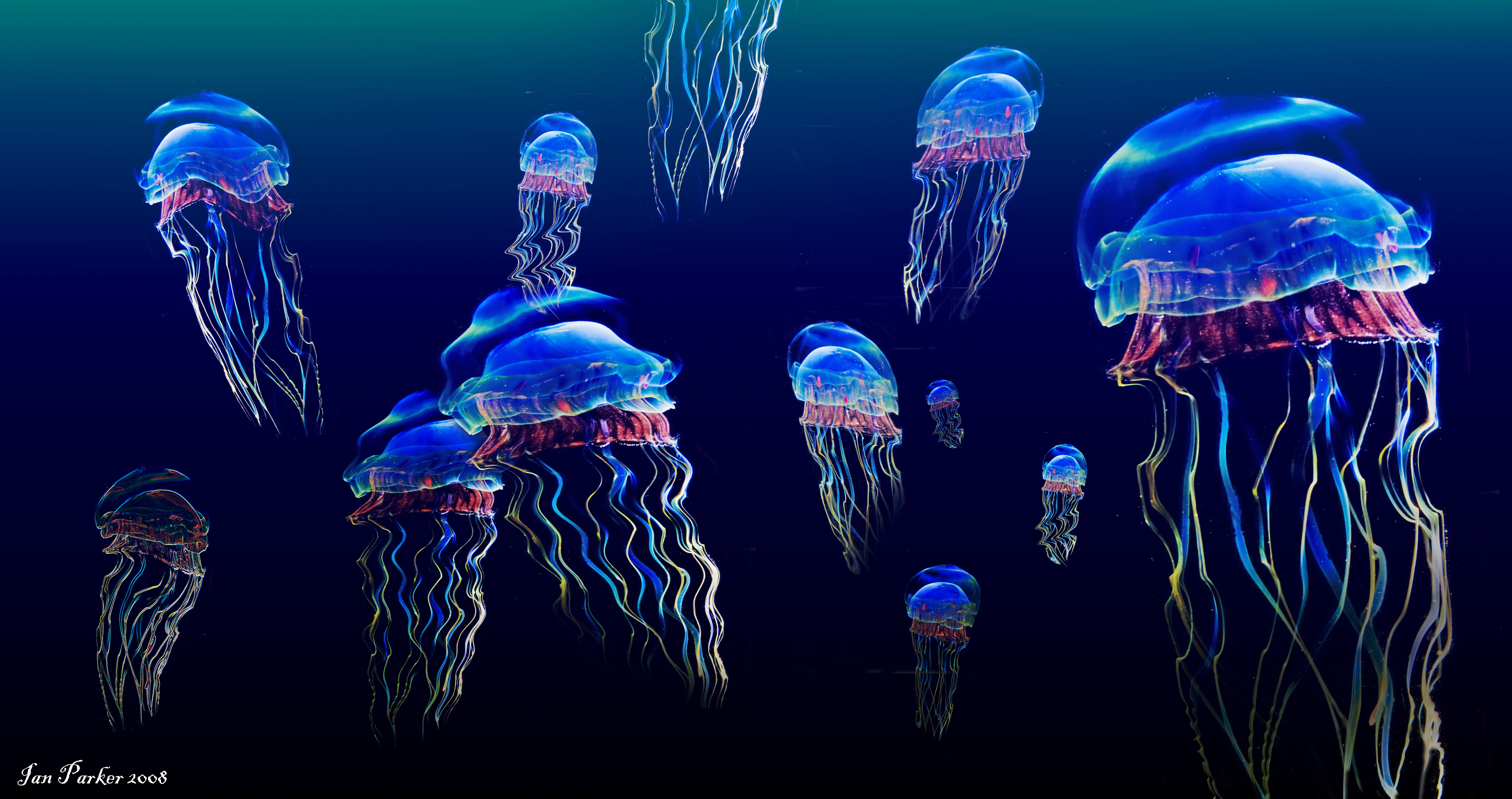 Neon Jellyfish Wallpapers