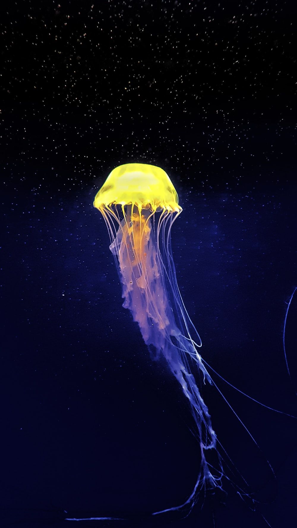 Neon Jellyfish Wallpapers