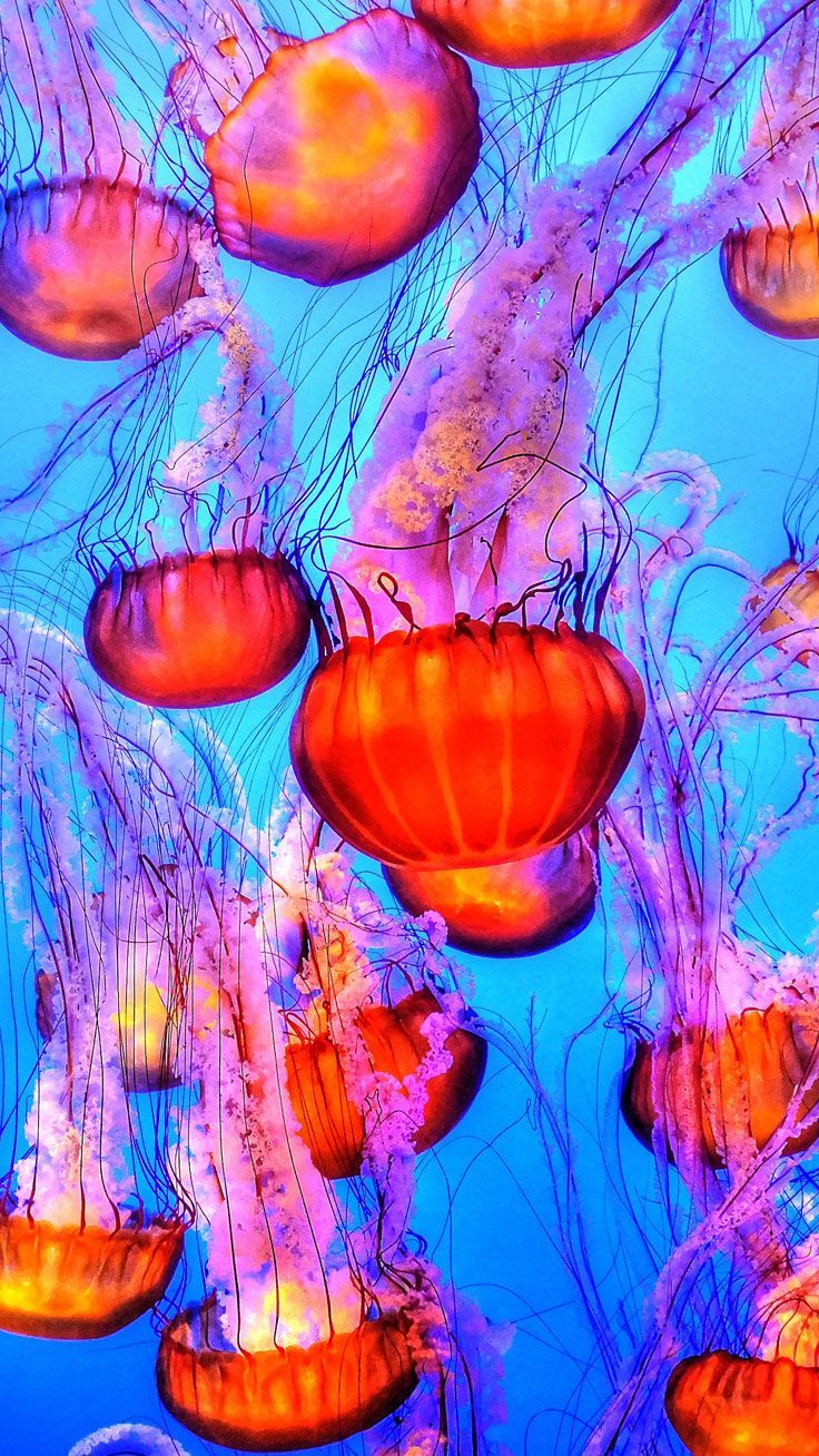 Neon Jellyfish Wallpapers