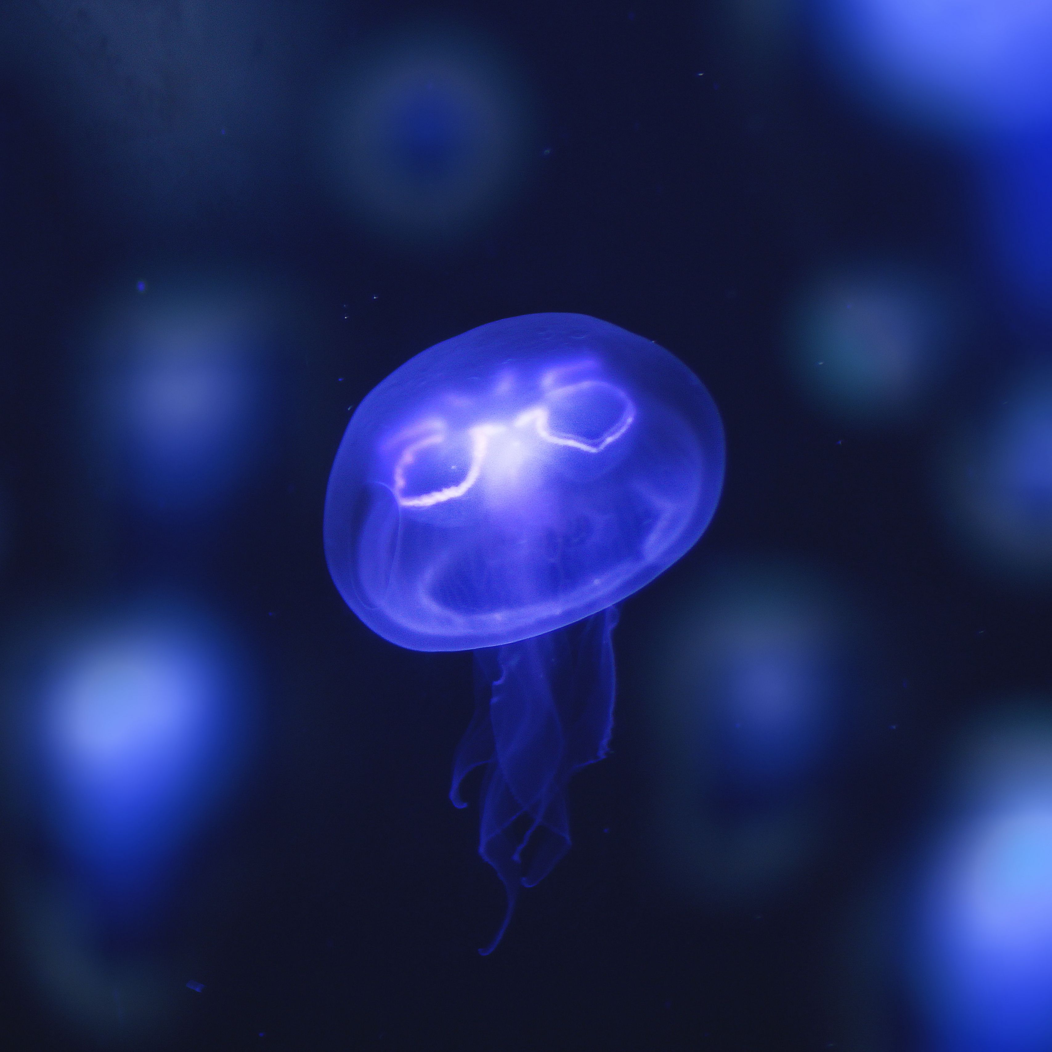 Neon Jellyfish Wallpapers