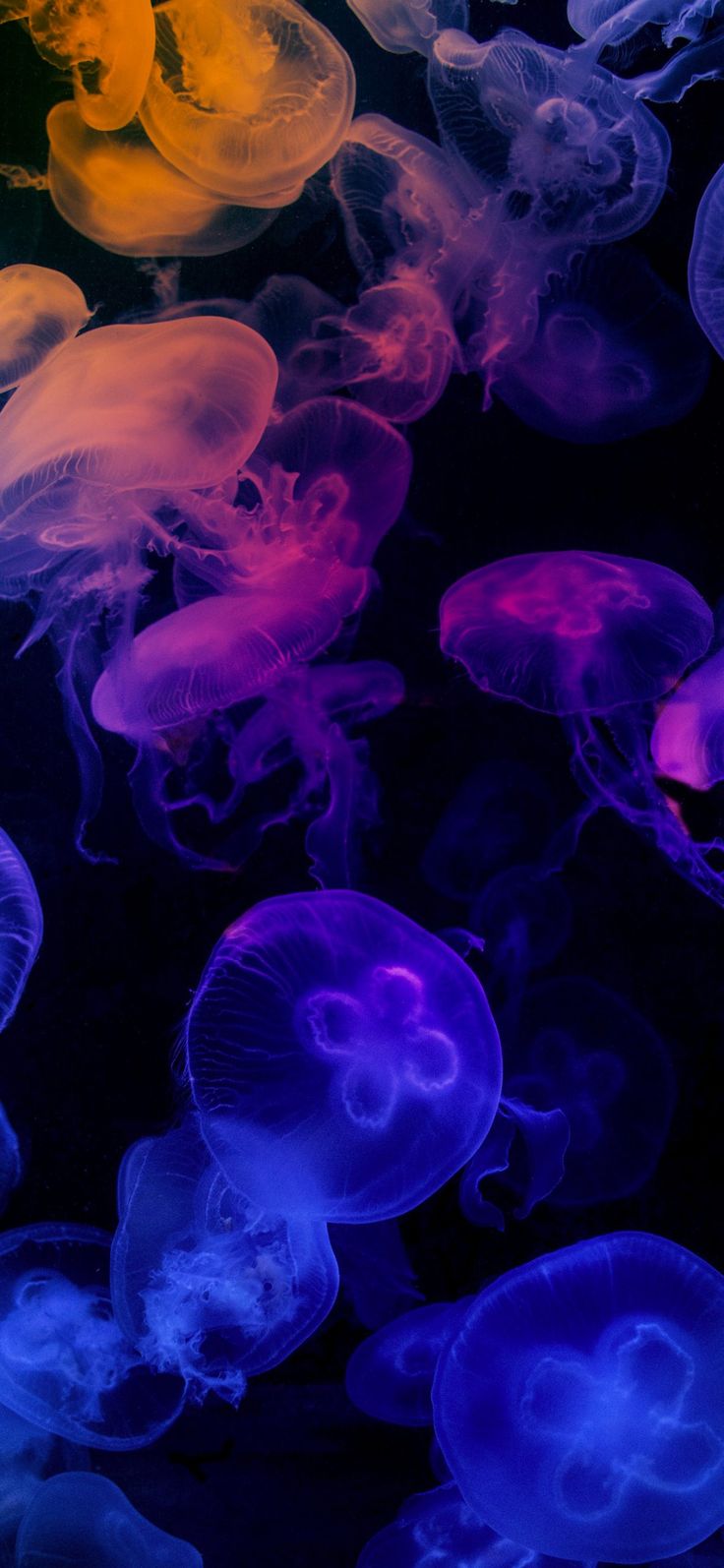 Neon Jellyfish Wallpapers