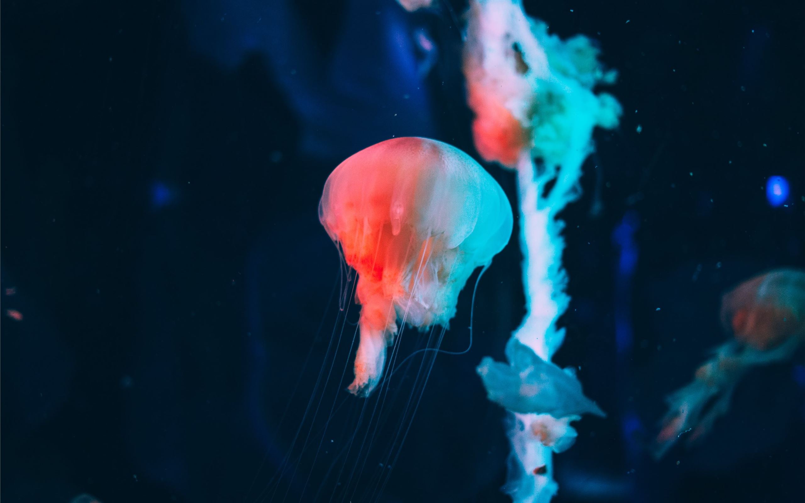 Neon Jellyfish Wallpapers