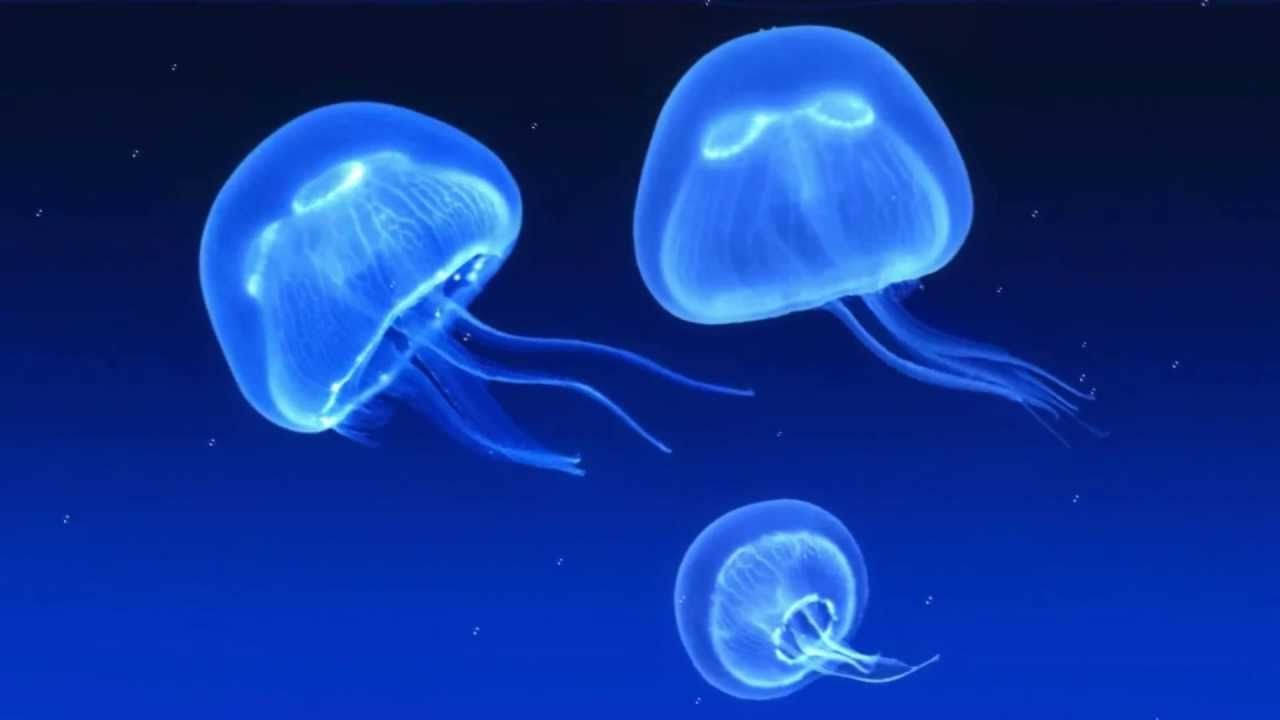 Neon Jellyfish Wallpapers