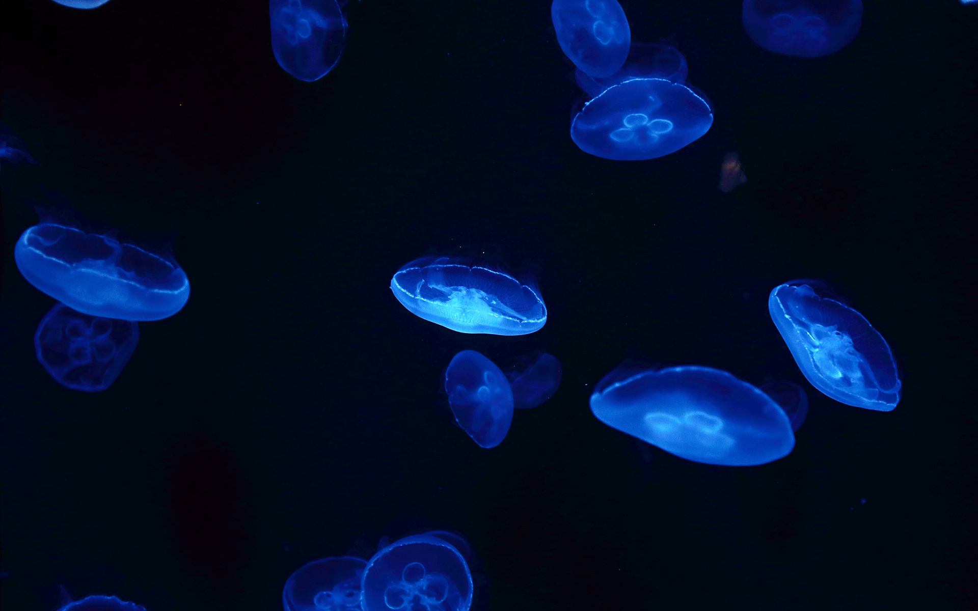 Neon Jellyfish Wallpapers