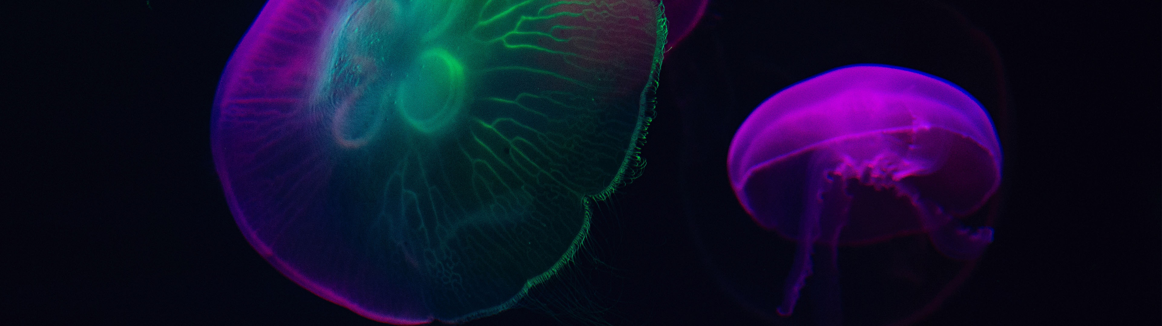 Neon Jellyfish Wallpapers