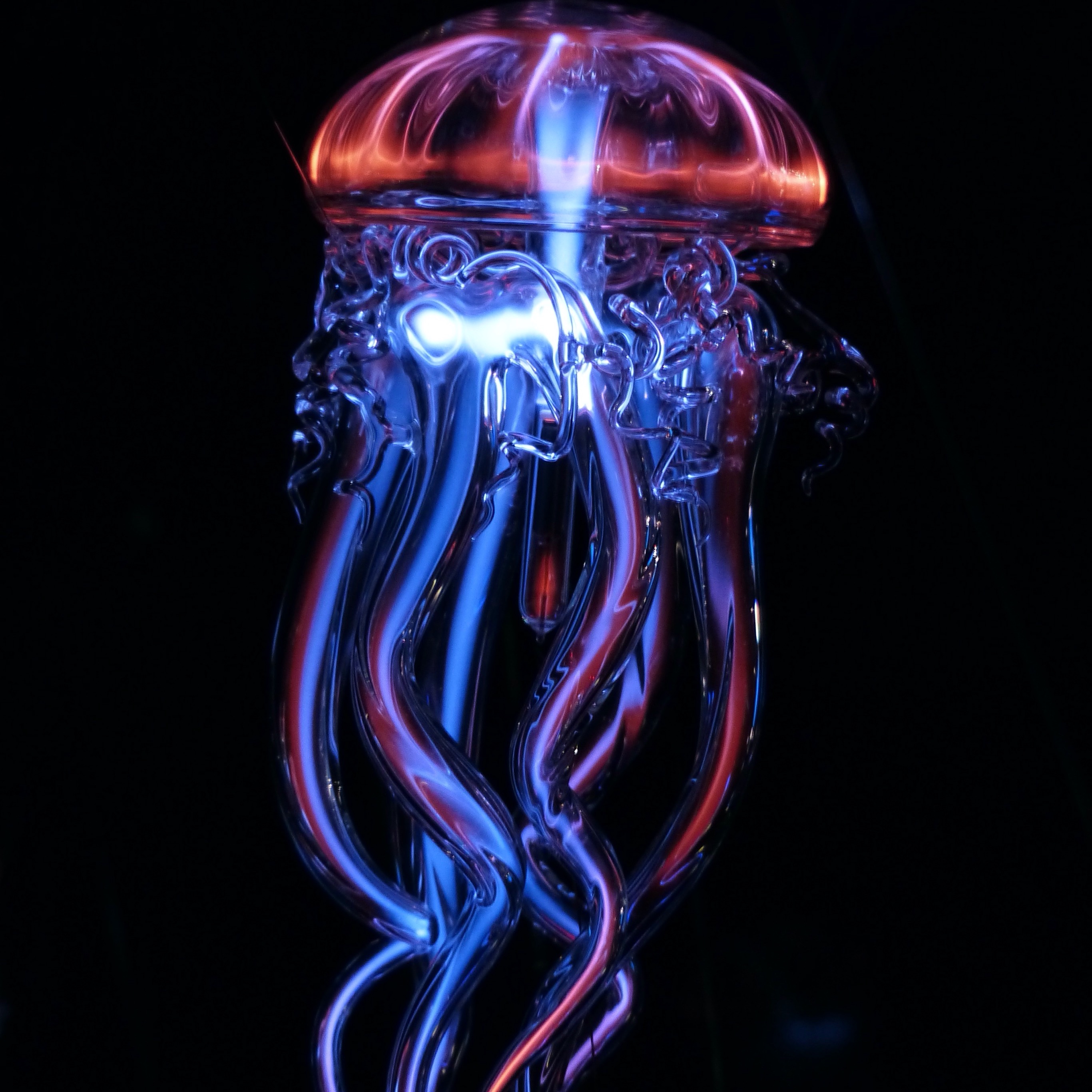 Neon Jellyfish Wallpapers