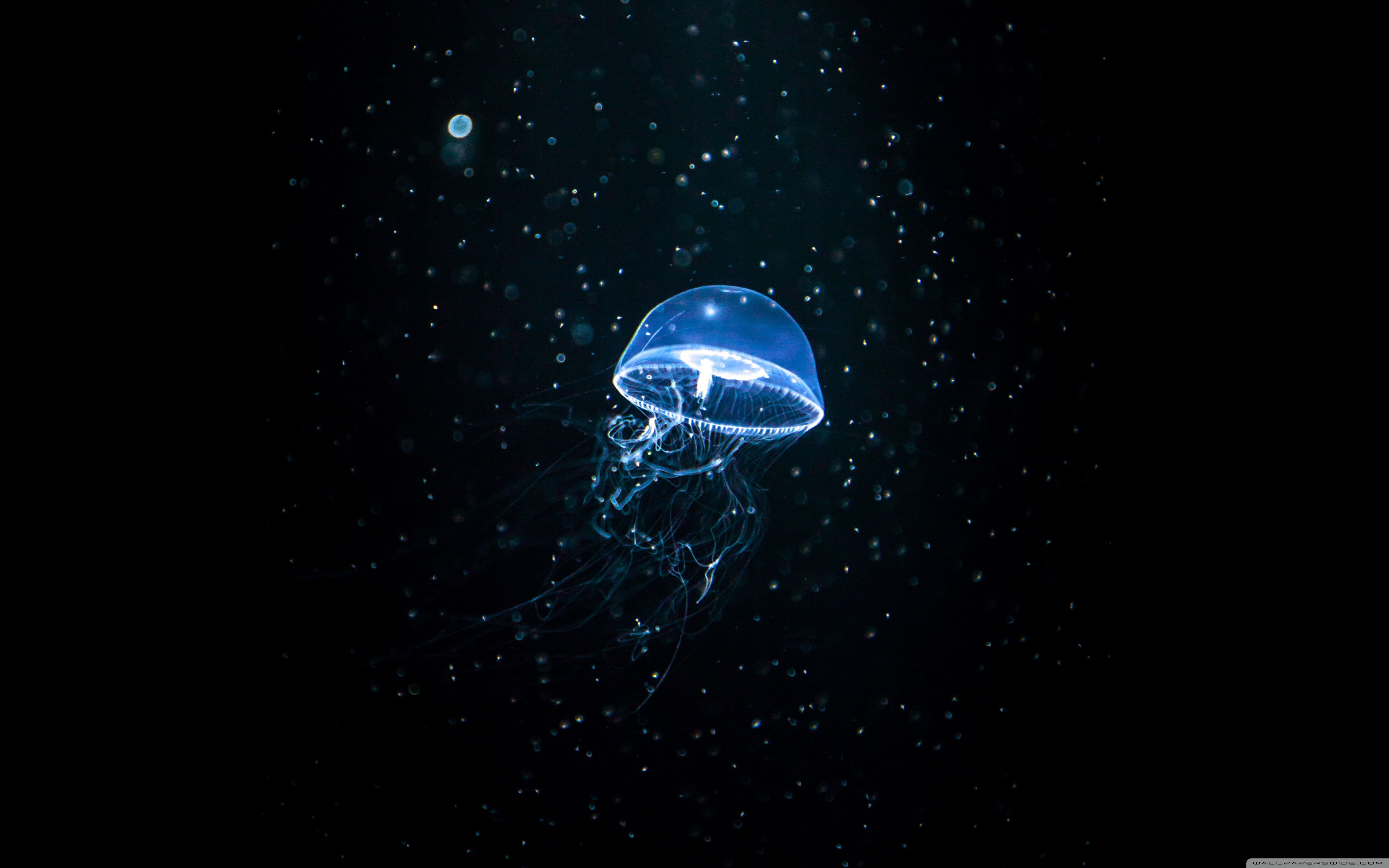 Neon Jellyfish Wallpapers