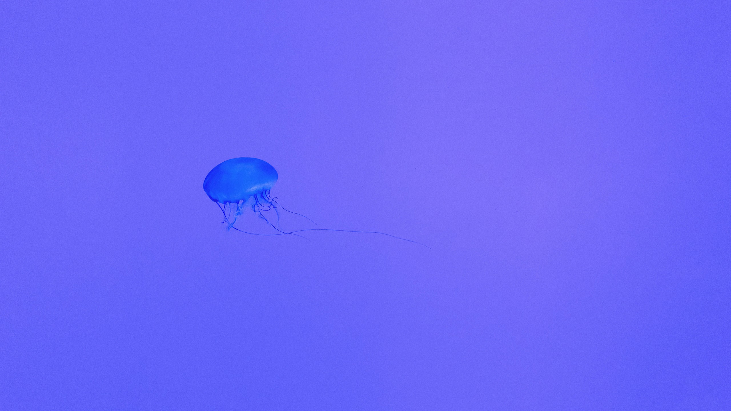 Neon Jellyfish Wallpapers