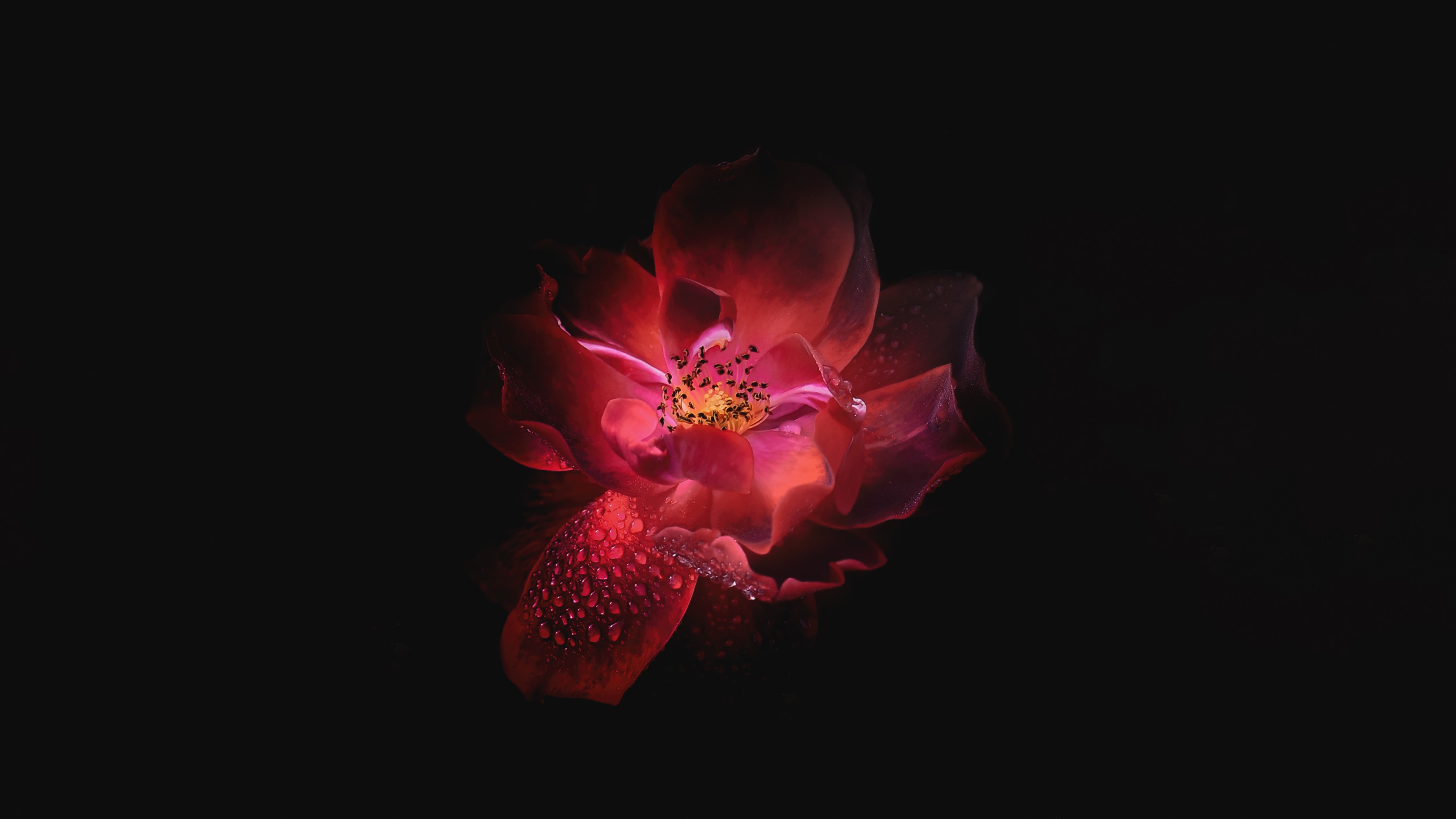 Neon Lotus Wallpapers