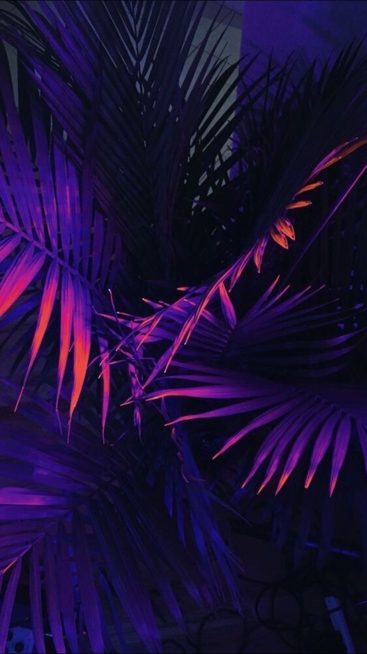 Neon Palm Tree Wallpapers