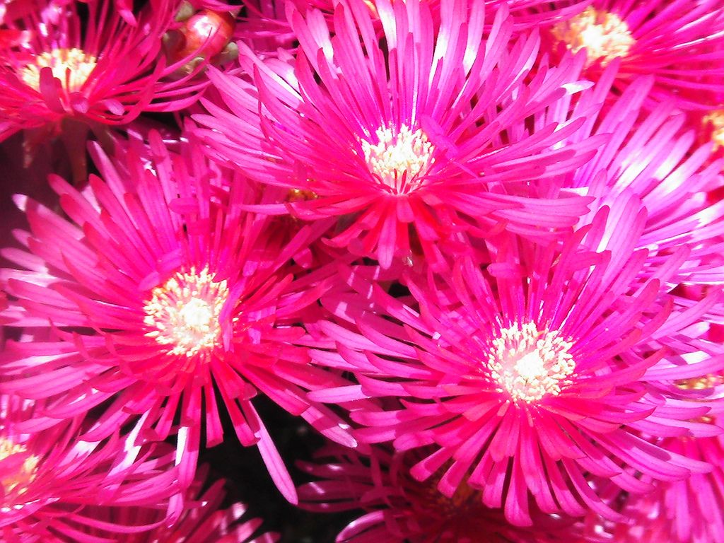 Neon Pink Flower Wallpapers